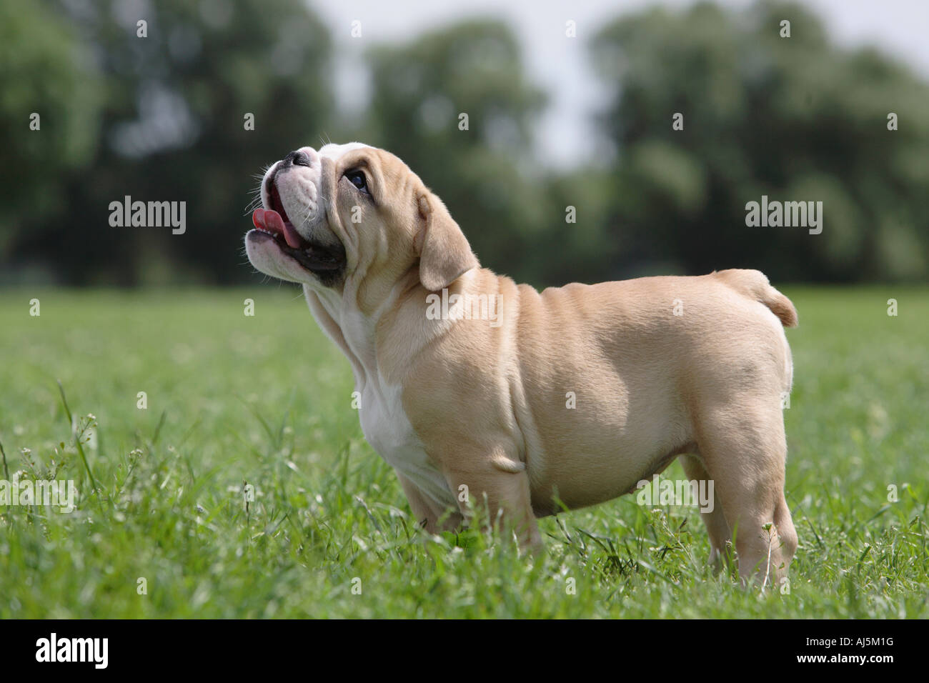 12 Week old English Bulldog puppy Stock Photo