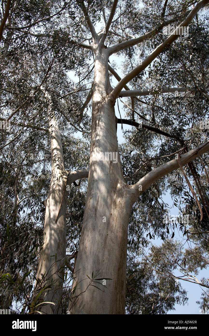 View up tall gum or eucalytus tree in Blue Mountains New South Wales NSW Australia Stock Photo