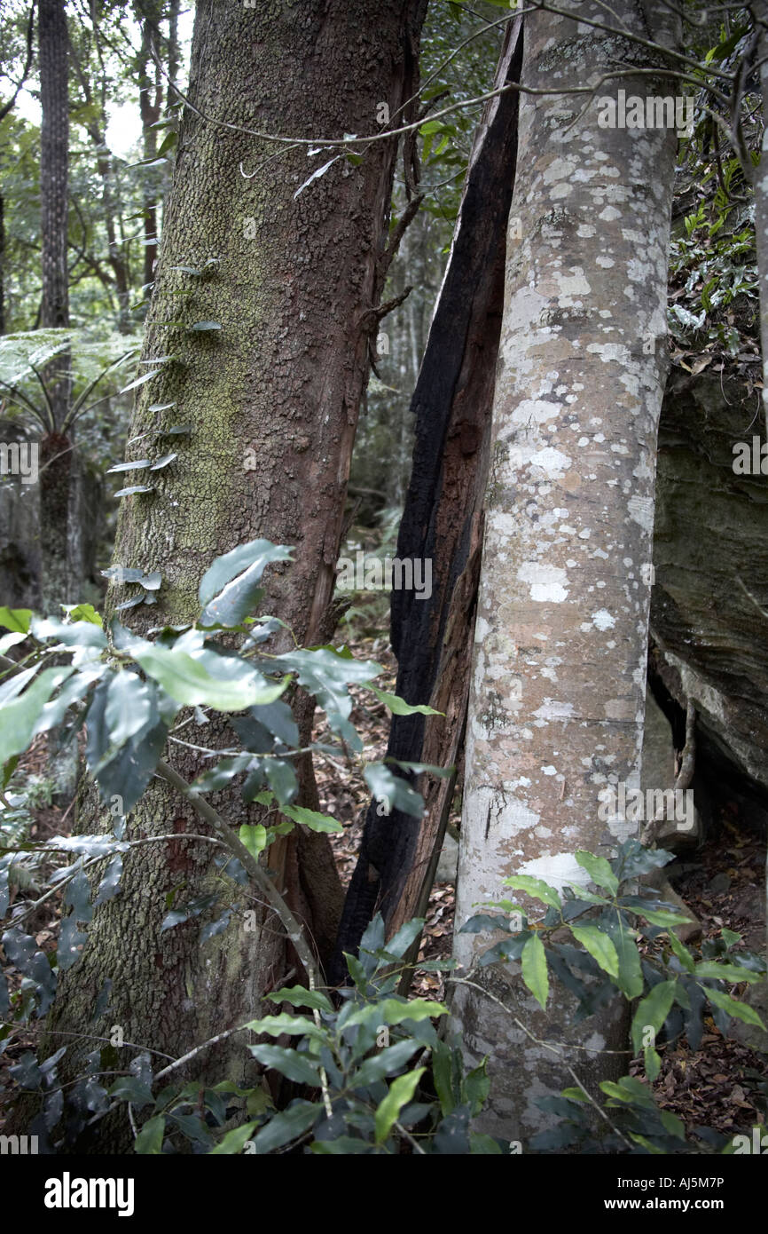 Lilli Pilli tree struck by lightning in forest floor of Scenic World Katoomba Blue Mountains New South Wales NSW Australia Stock Photo
