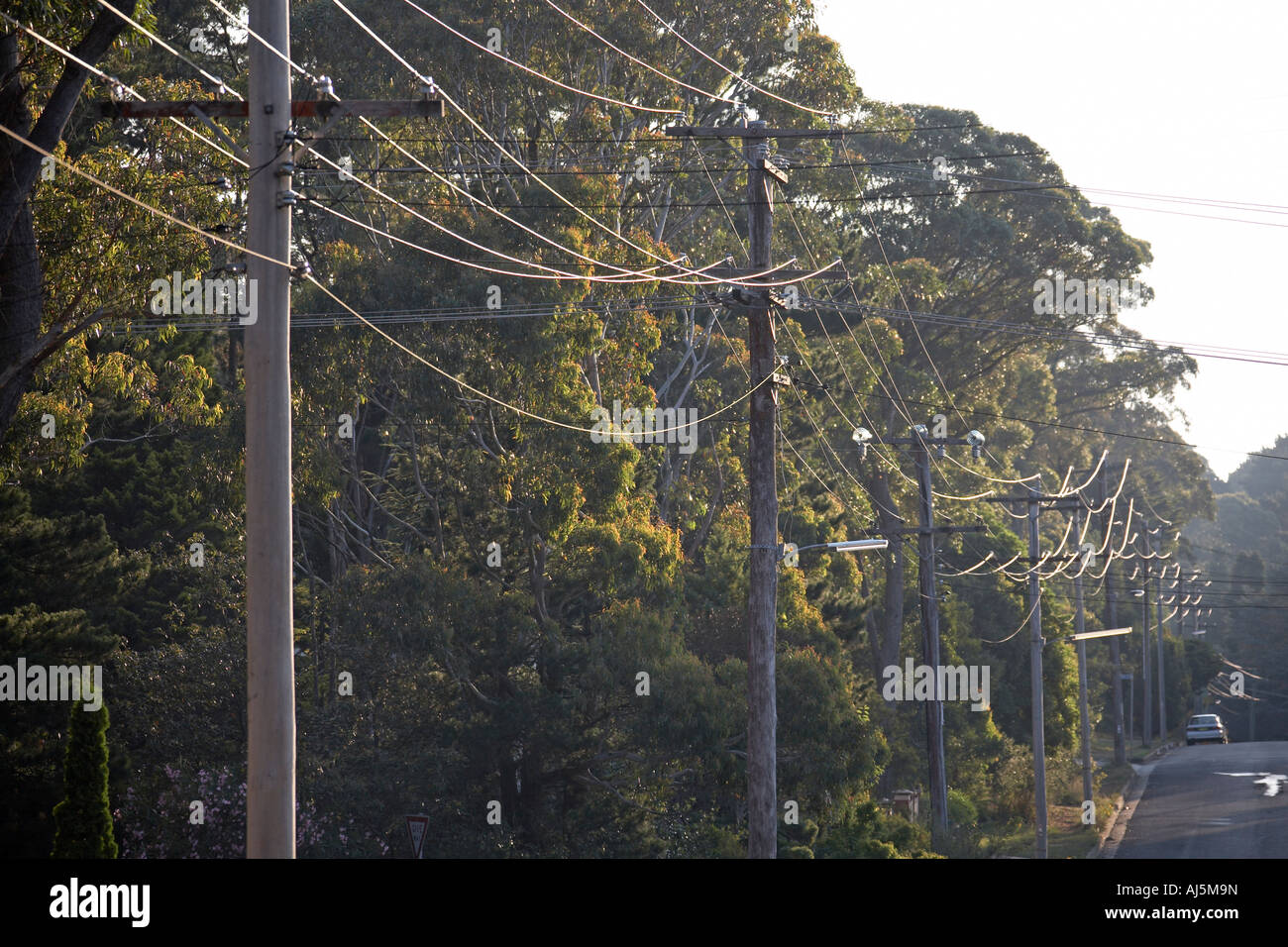 Telegraph poles with wires catching evening sunlight in Blue Mountains