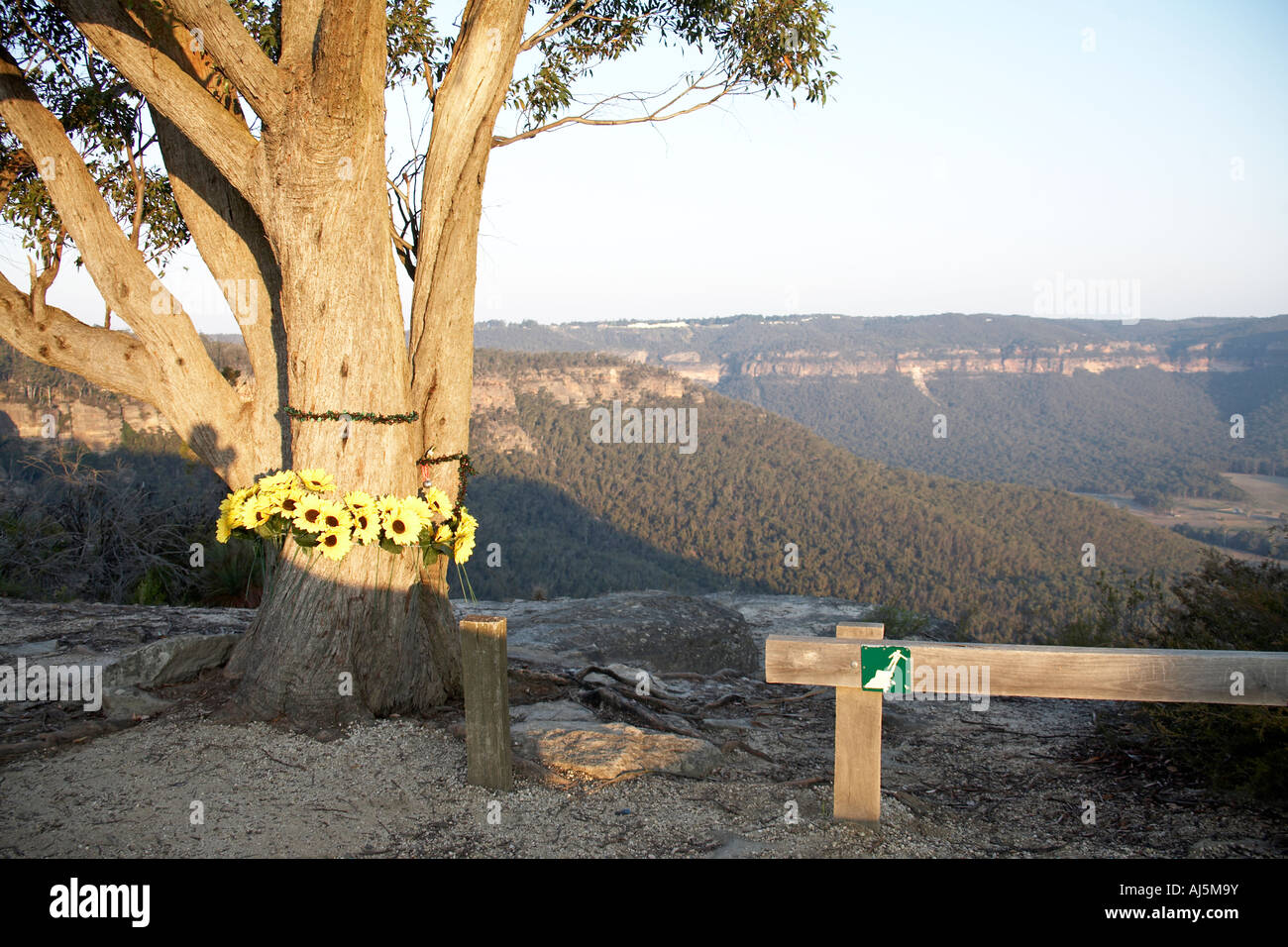 Flowers around a tree on cliff edge at Hargraves lookout near Blackheath in Blue Mountains New South Wales NSW Australia Stock Photo