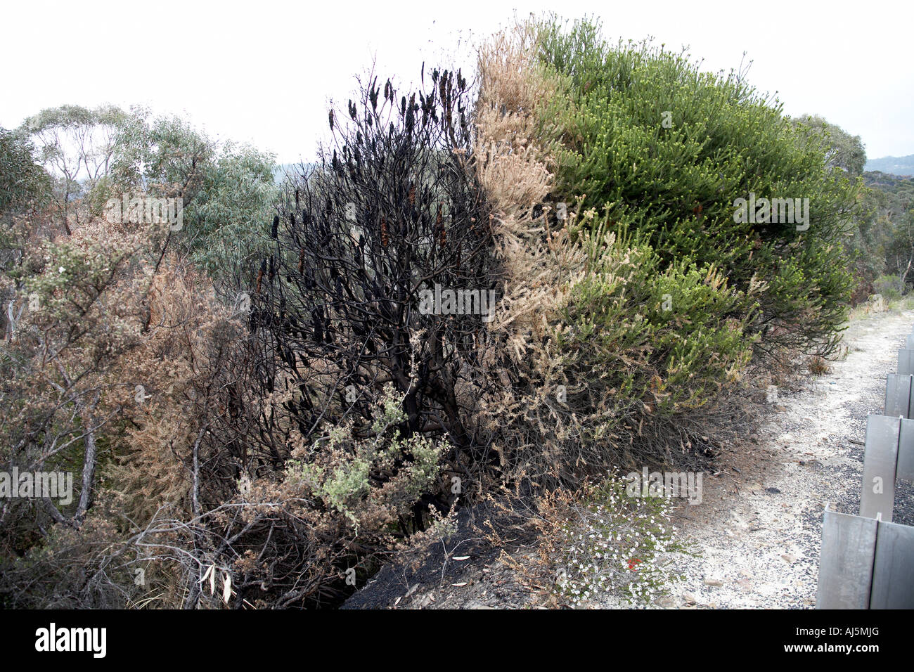 Half burned or burnt bush from forest fires near Lithgow in Blue Mountains New South Wales NSW Australia Stock Photo