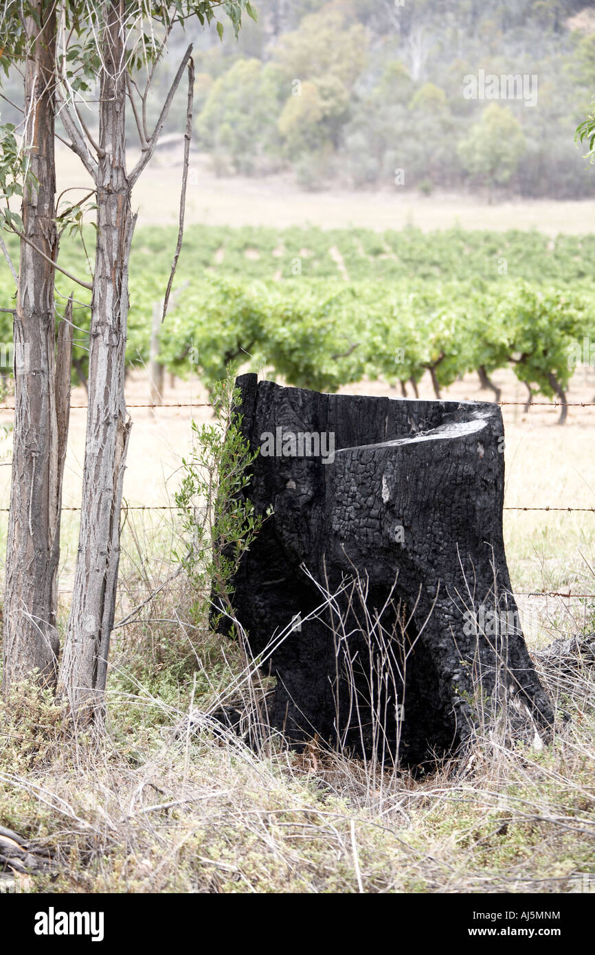 Burnt tree stump australia hi-res stock photography and images - Alamy, image size:866x1390