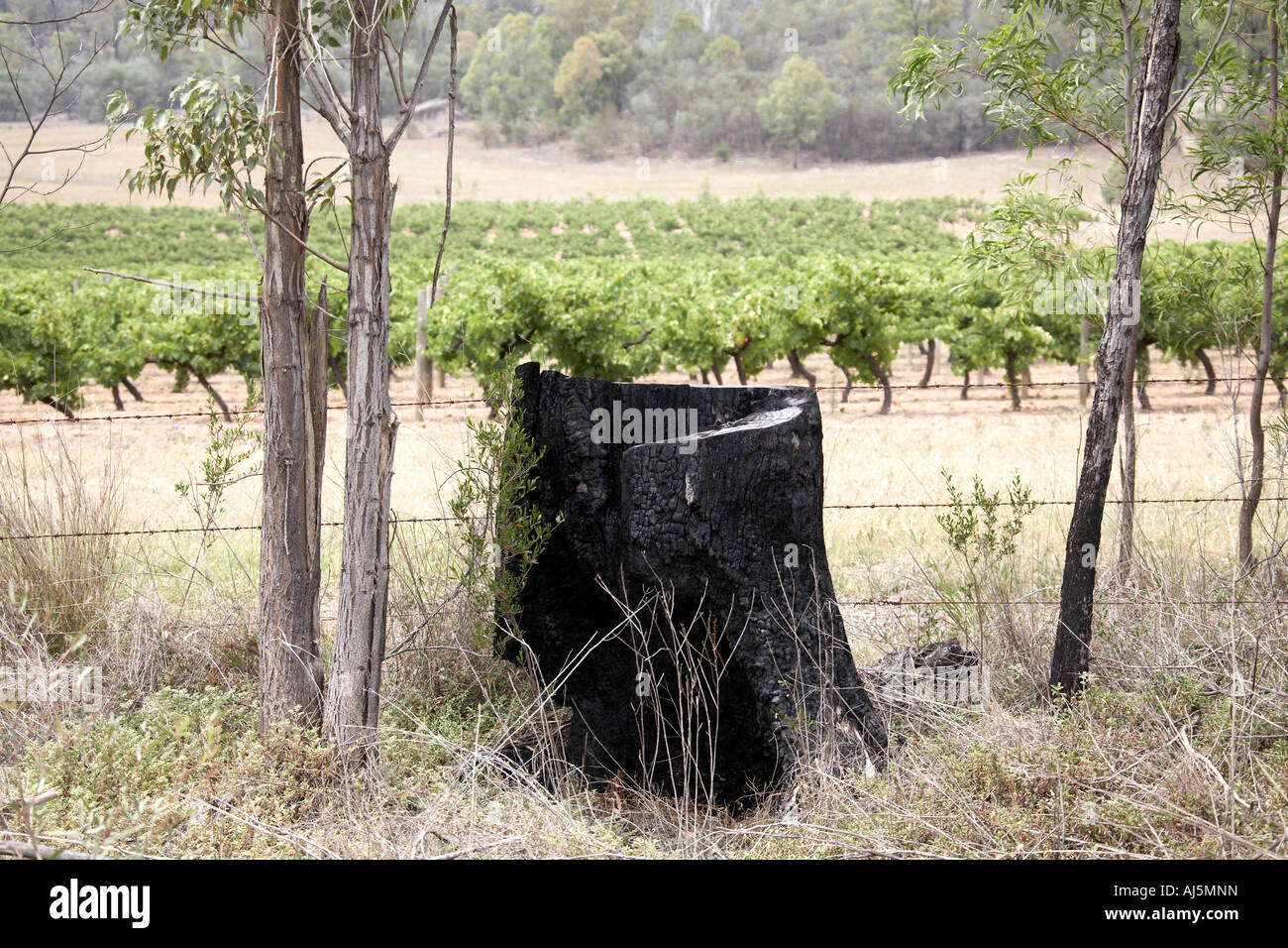 Black stump of burnt or burned stree in vineyards near Fordwich in