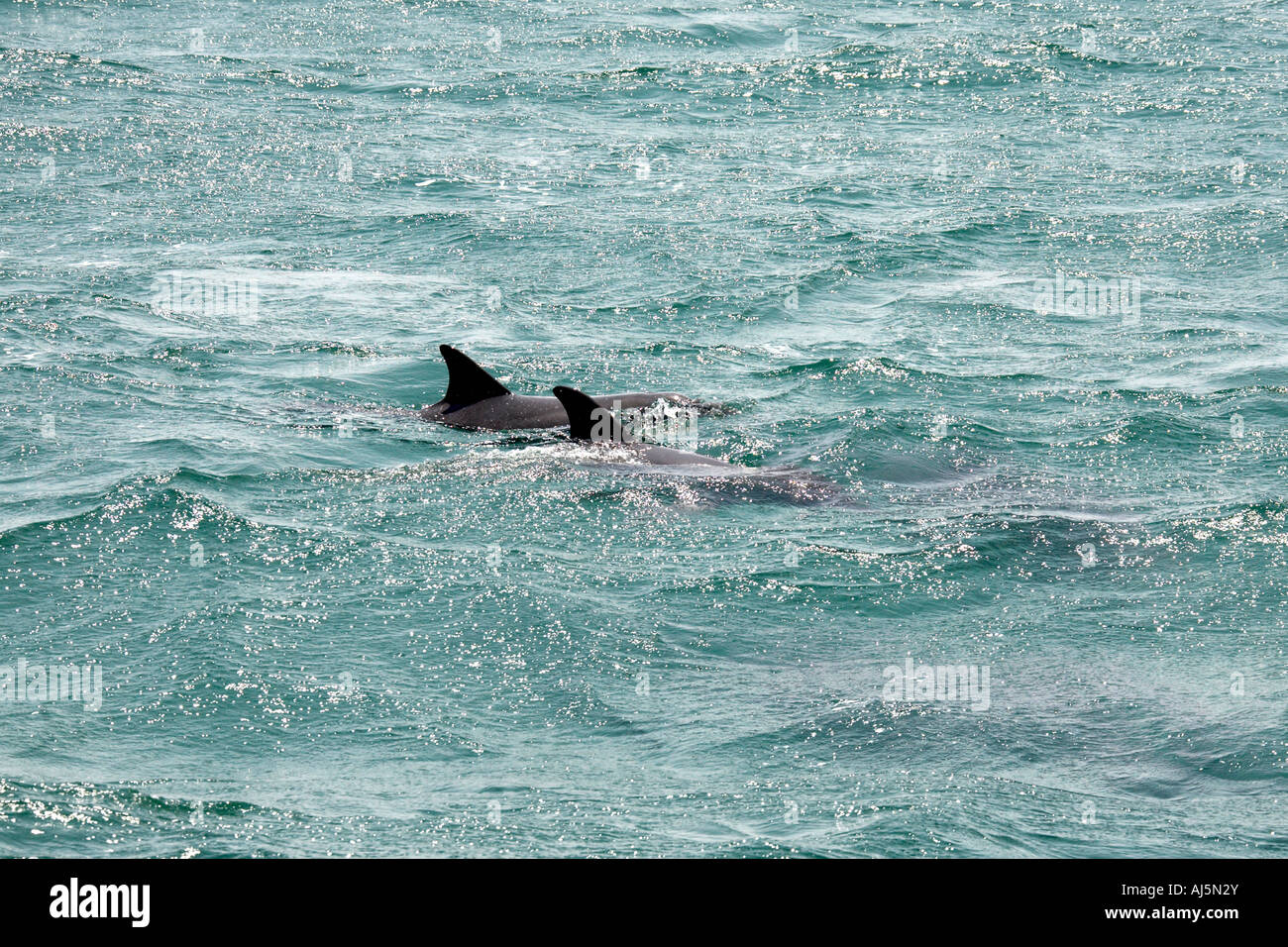 Bottlenose dolphins swimming in water near Hawks Nest Port Stephens New South Wales NSW Australia Stock Photo
