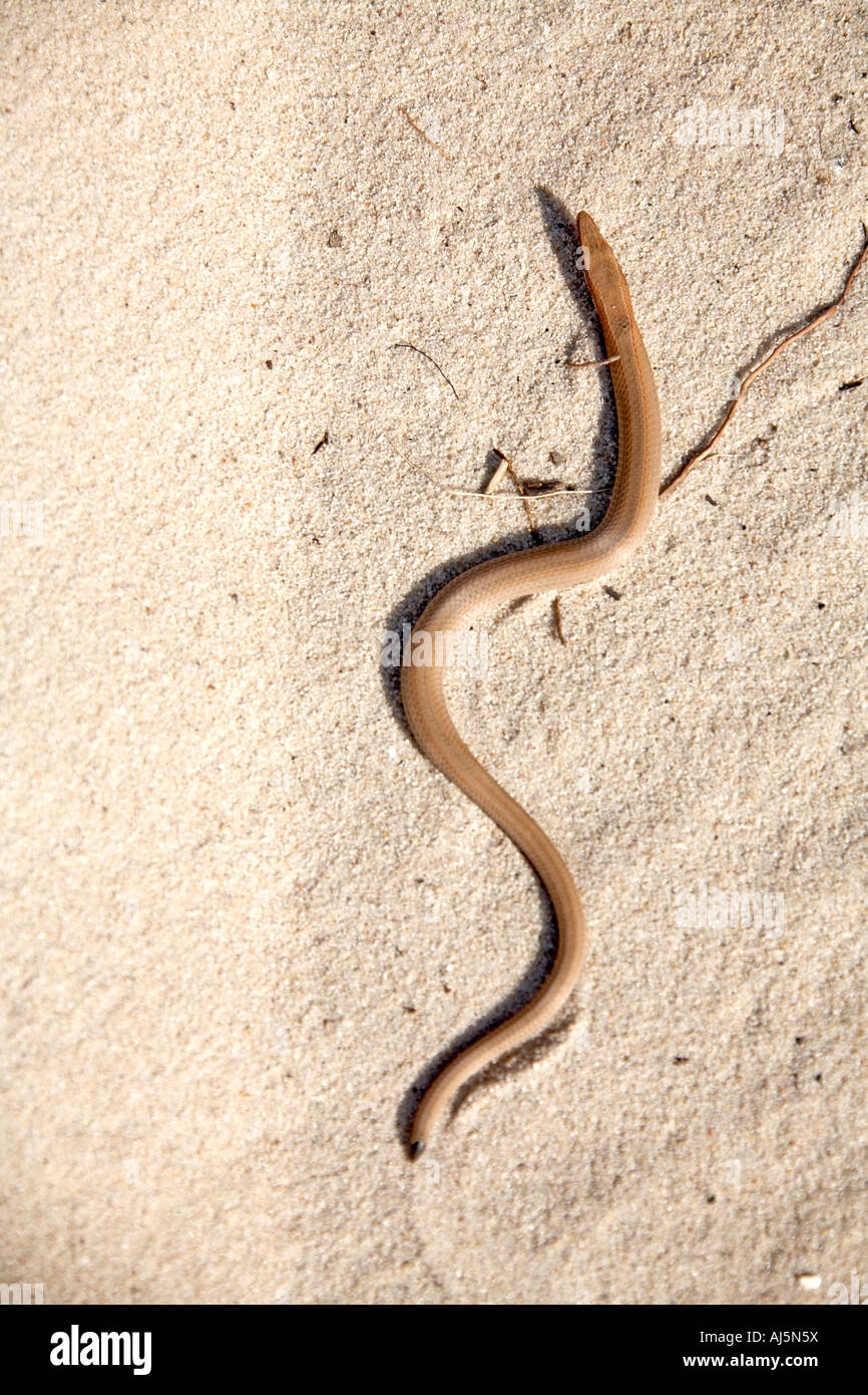 Small brown snake or worm in sand near Hawks Nest Port Stephens New South Wales NSW Australia Stock Photo