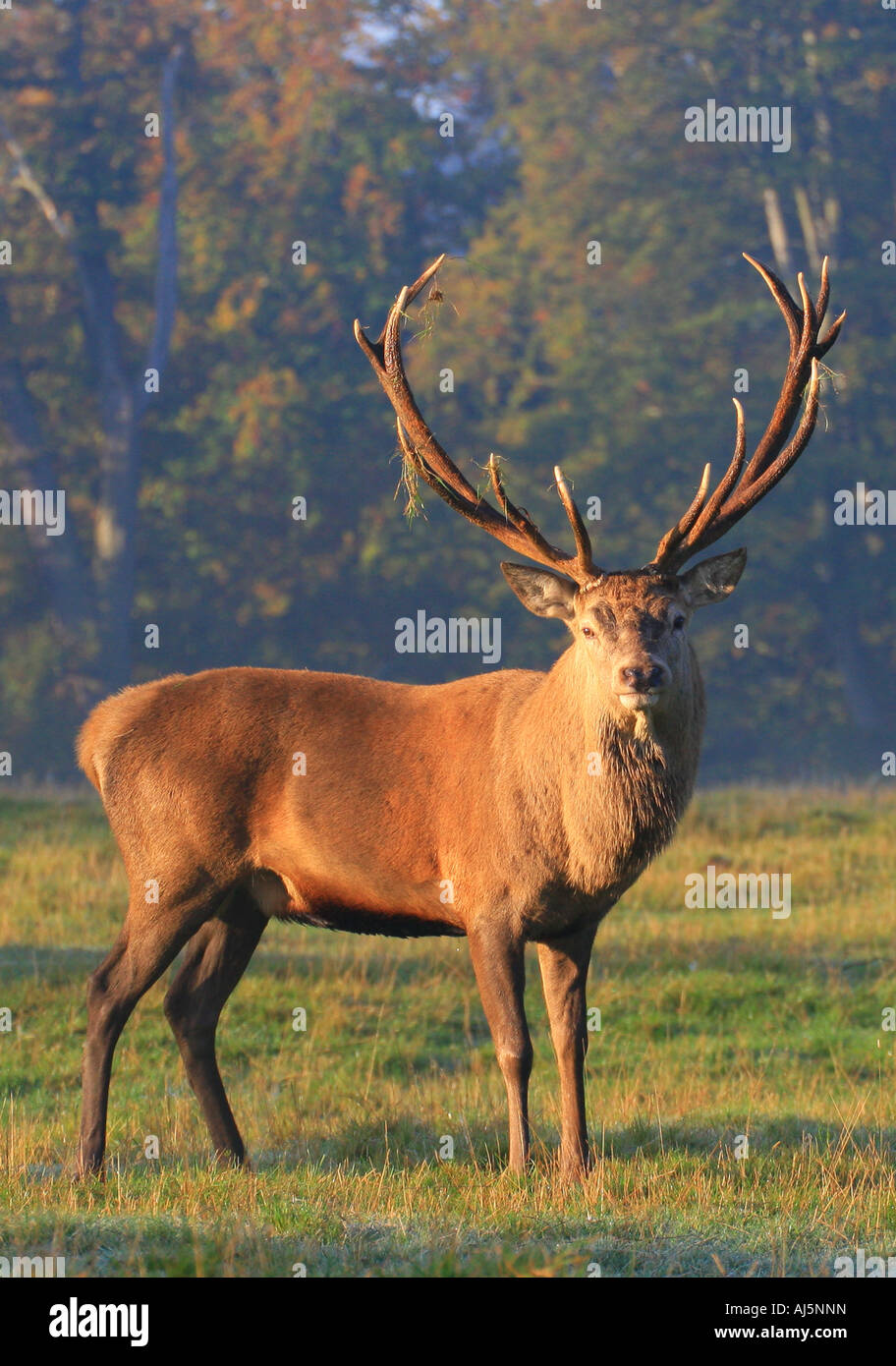 Red deer stag Stock Photo