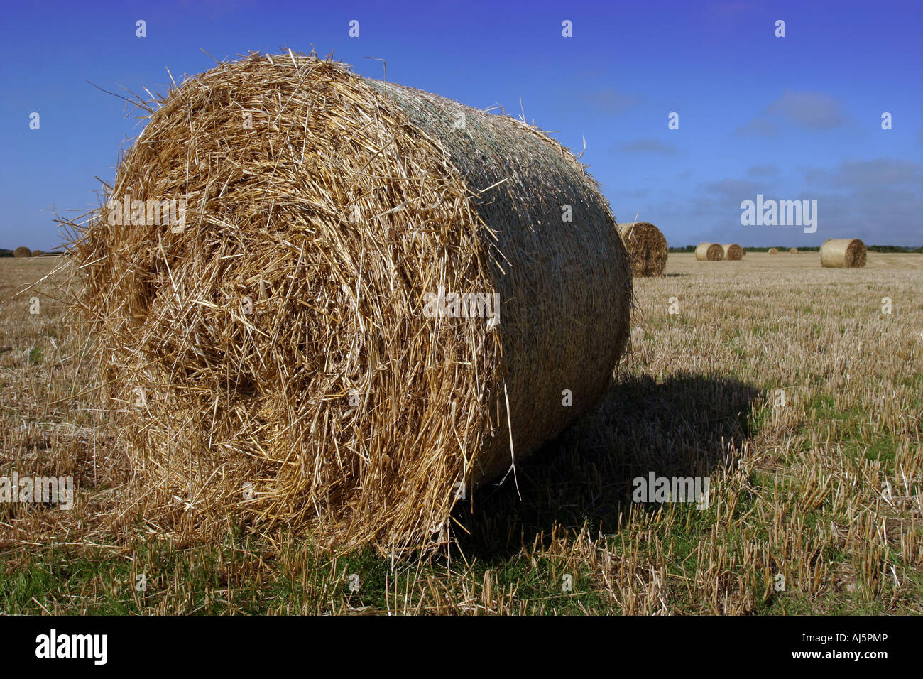 Wheat straw bales in field Cornwall UK Stock Photo Alamy
