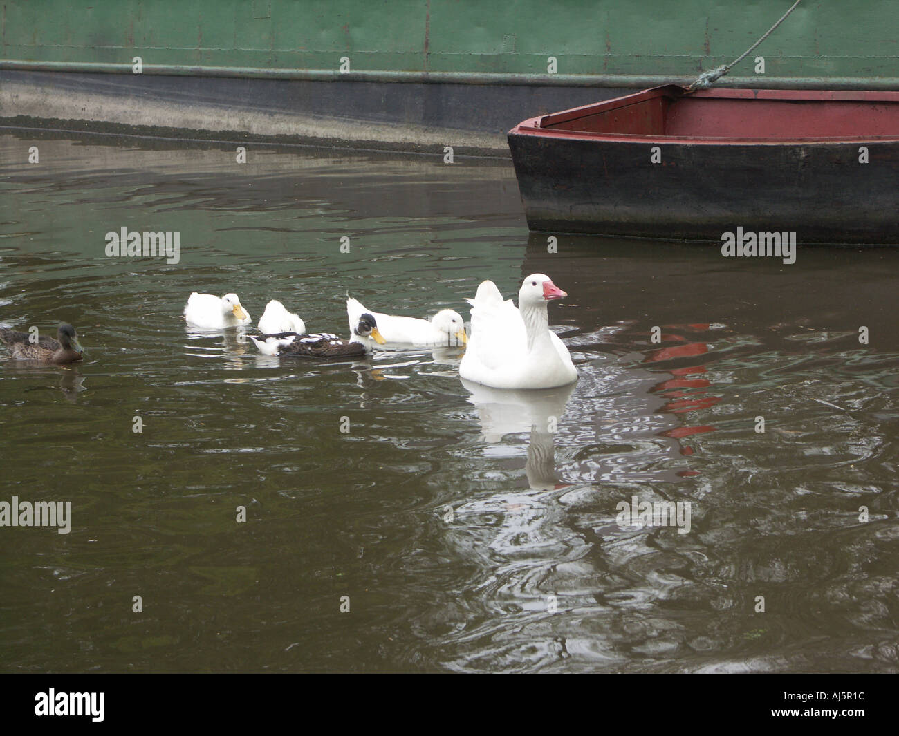 Ducks on the canal at Fradley Junction in Staffordshire. Stock Photo