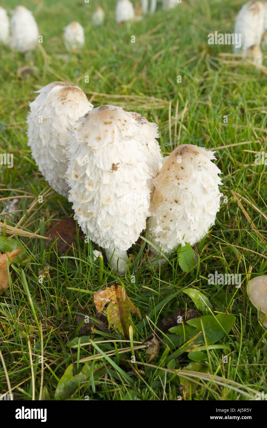 Coprinus comatus Shaggy Ink Cap Stock Photo - Alamy