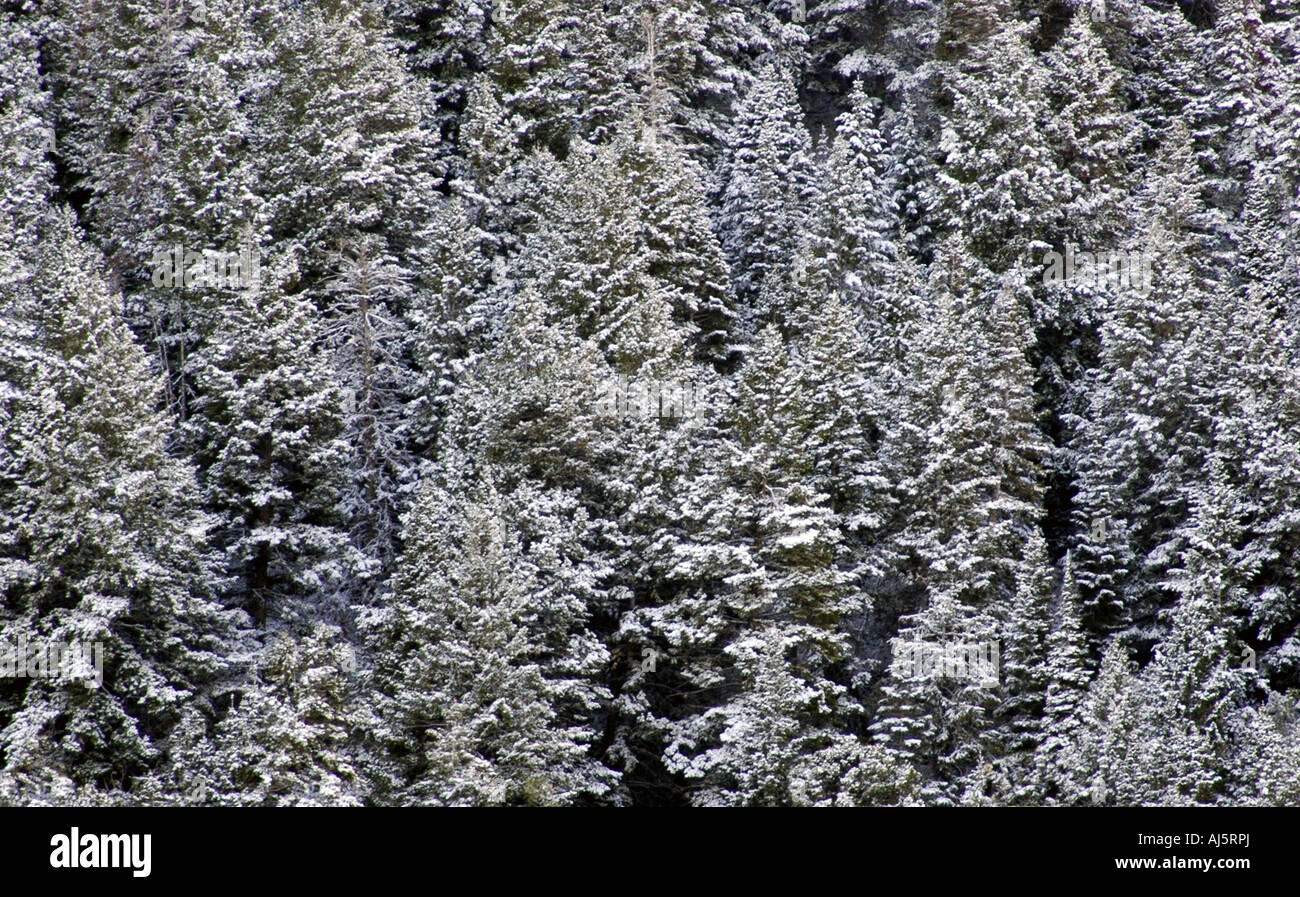 snow covered pine trees Stock Photo - Alamy