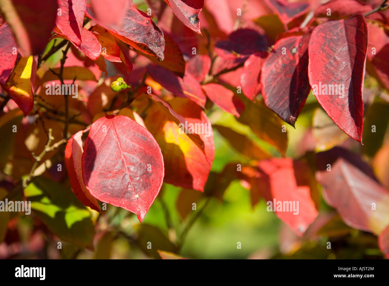 Sapium japonicum in autumn Stock Photo