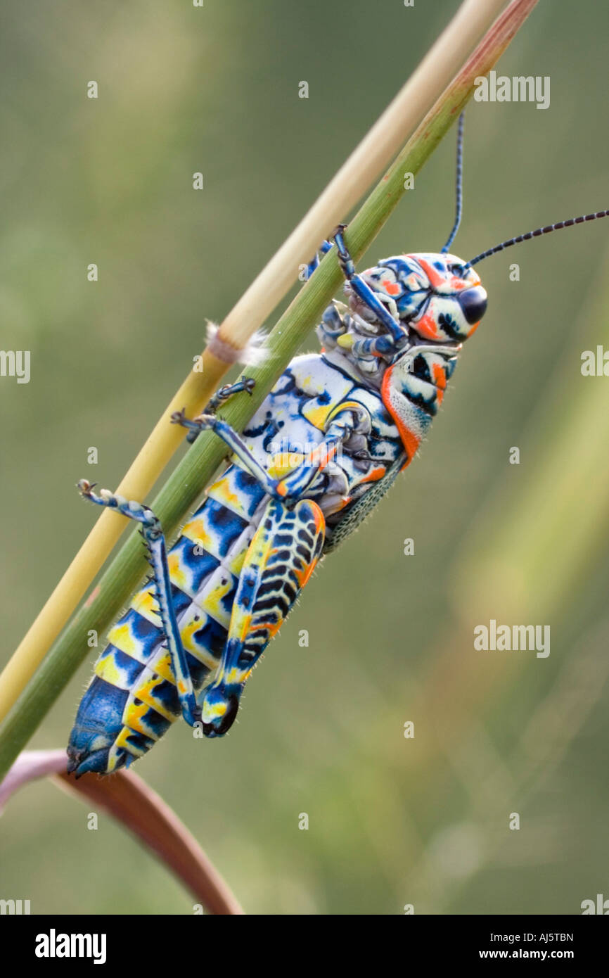 Rainbow or painted (Dactylotum variegatum), Arizona Stock