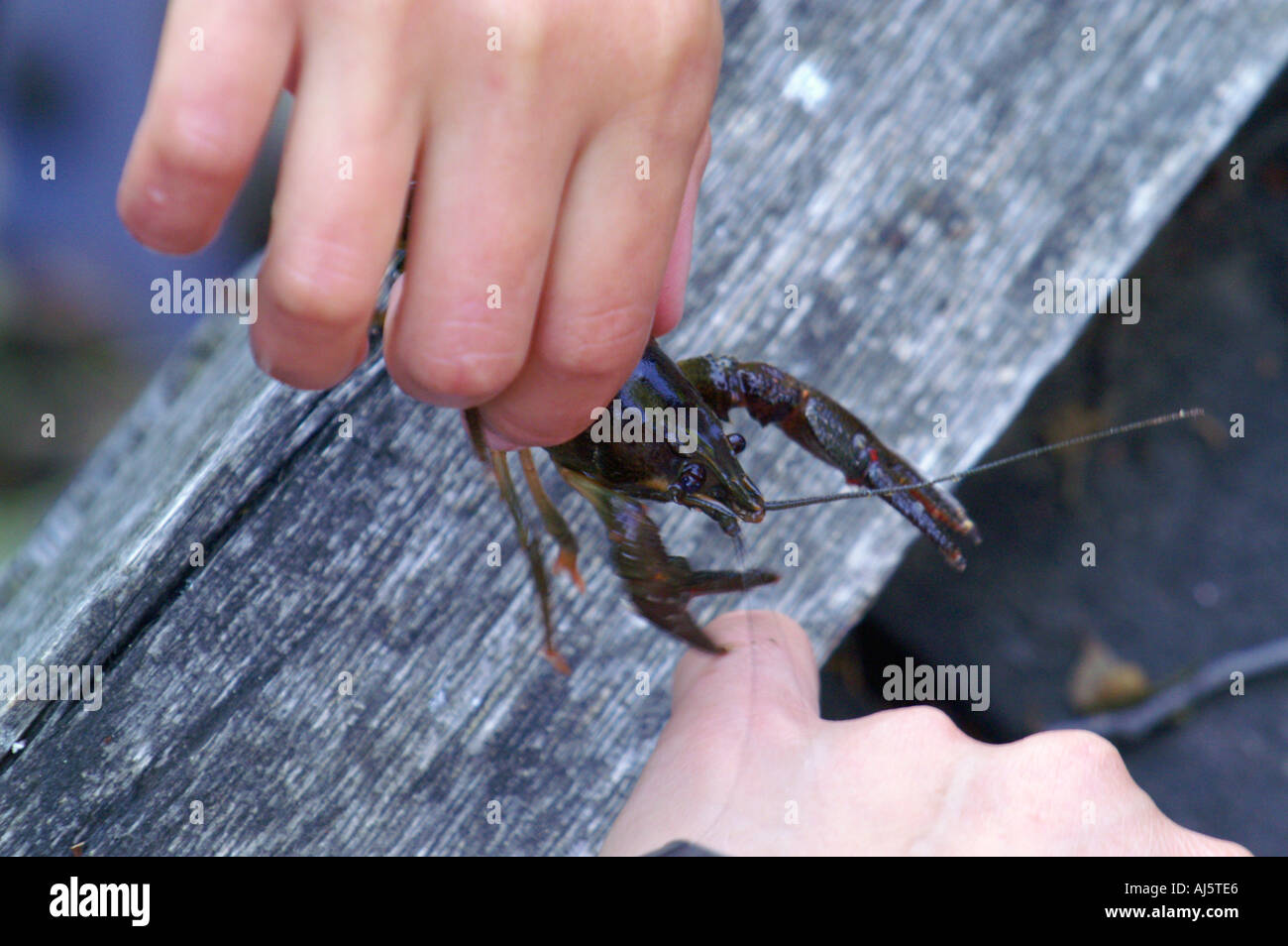 Crayfish in Hand Stock Photo