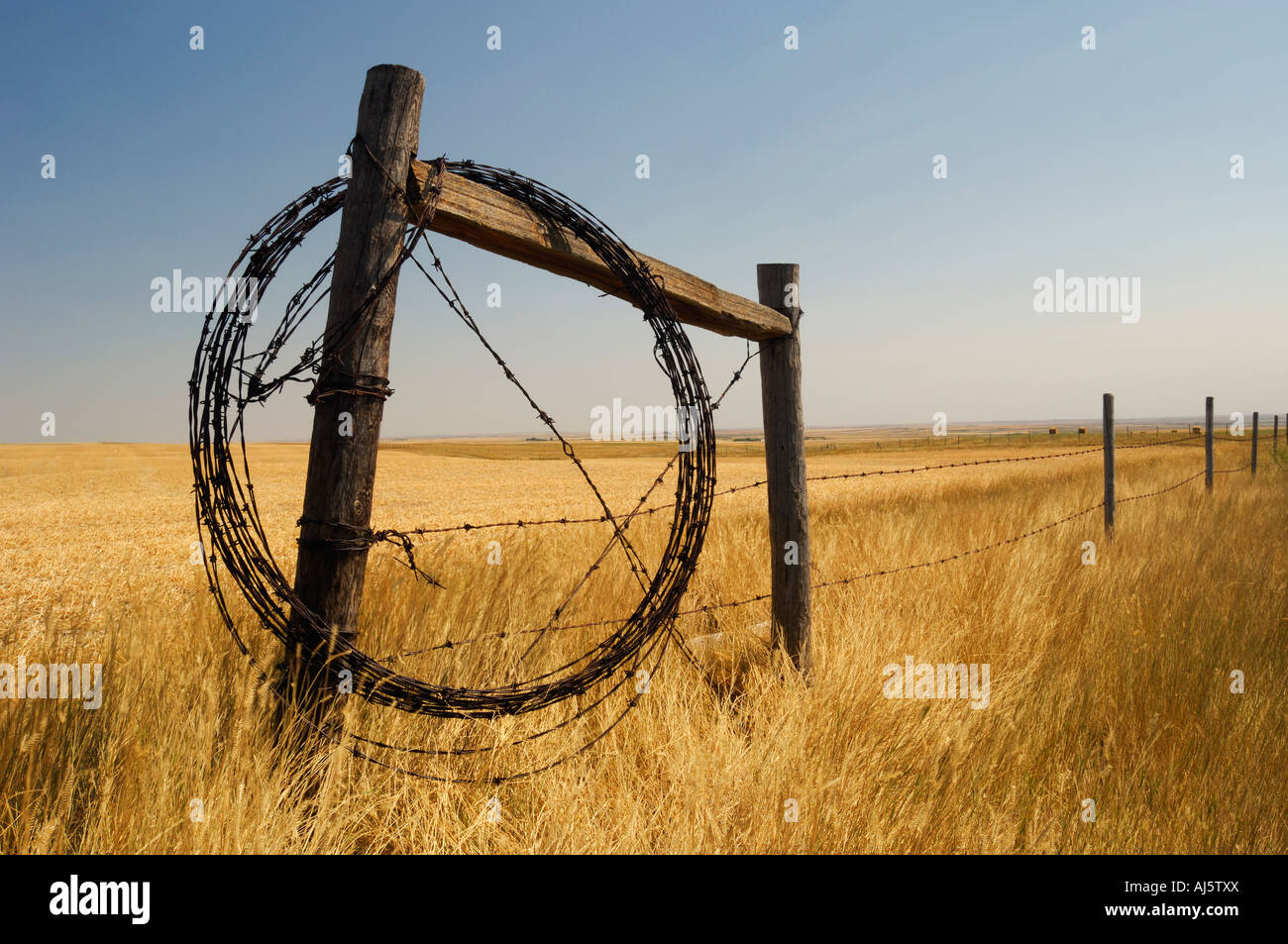 Barbed fence wire wrapped around farm fence for future repairs Southern Saskatchewan near