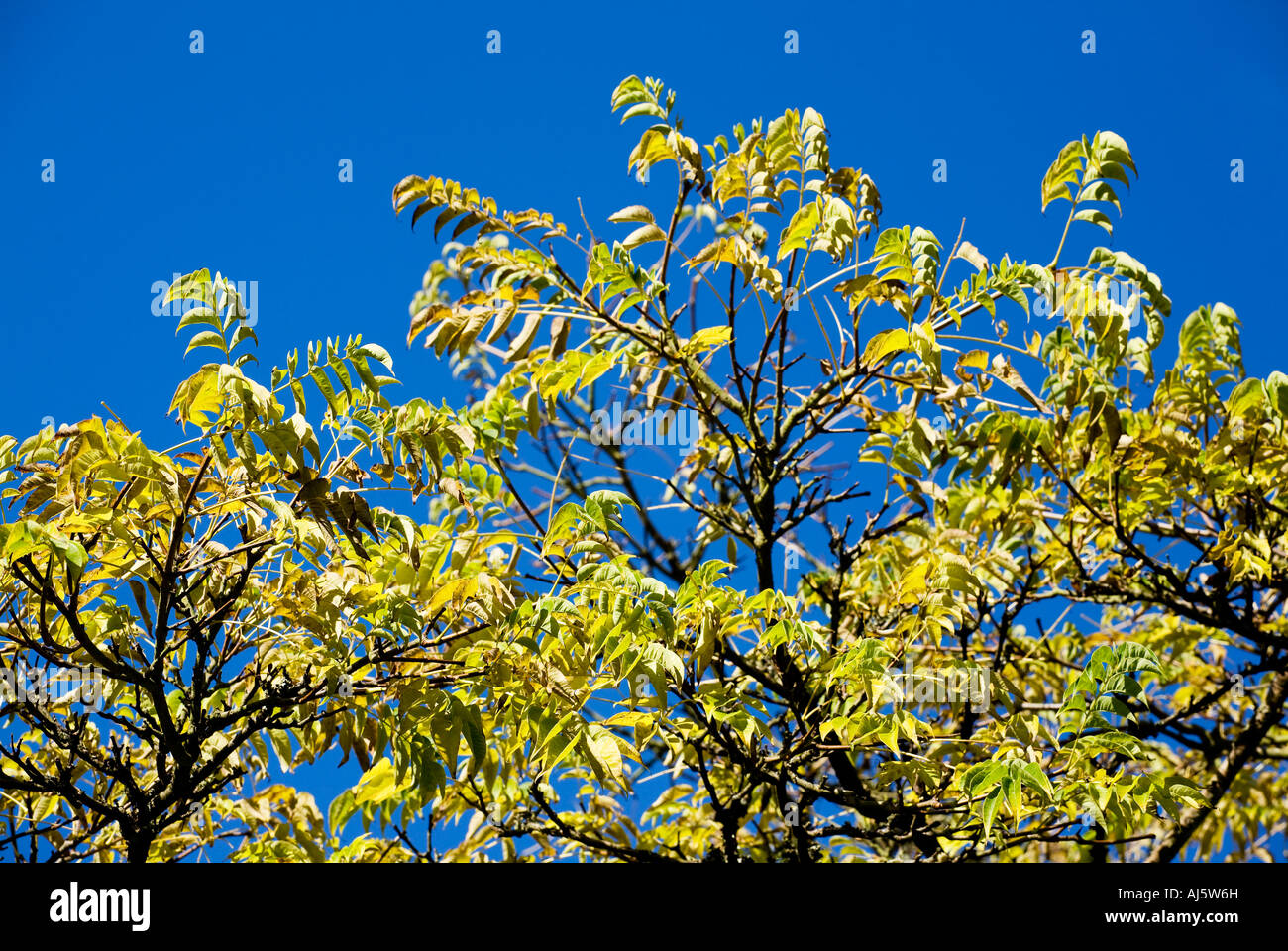 Japanese cork tree hires stock photography and images Alamy