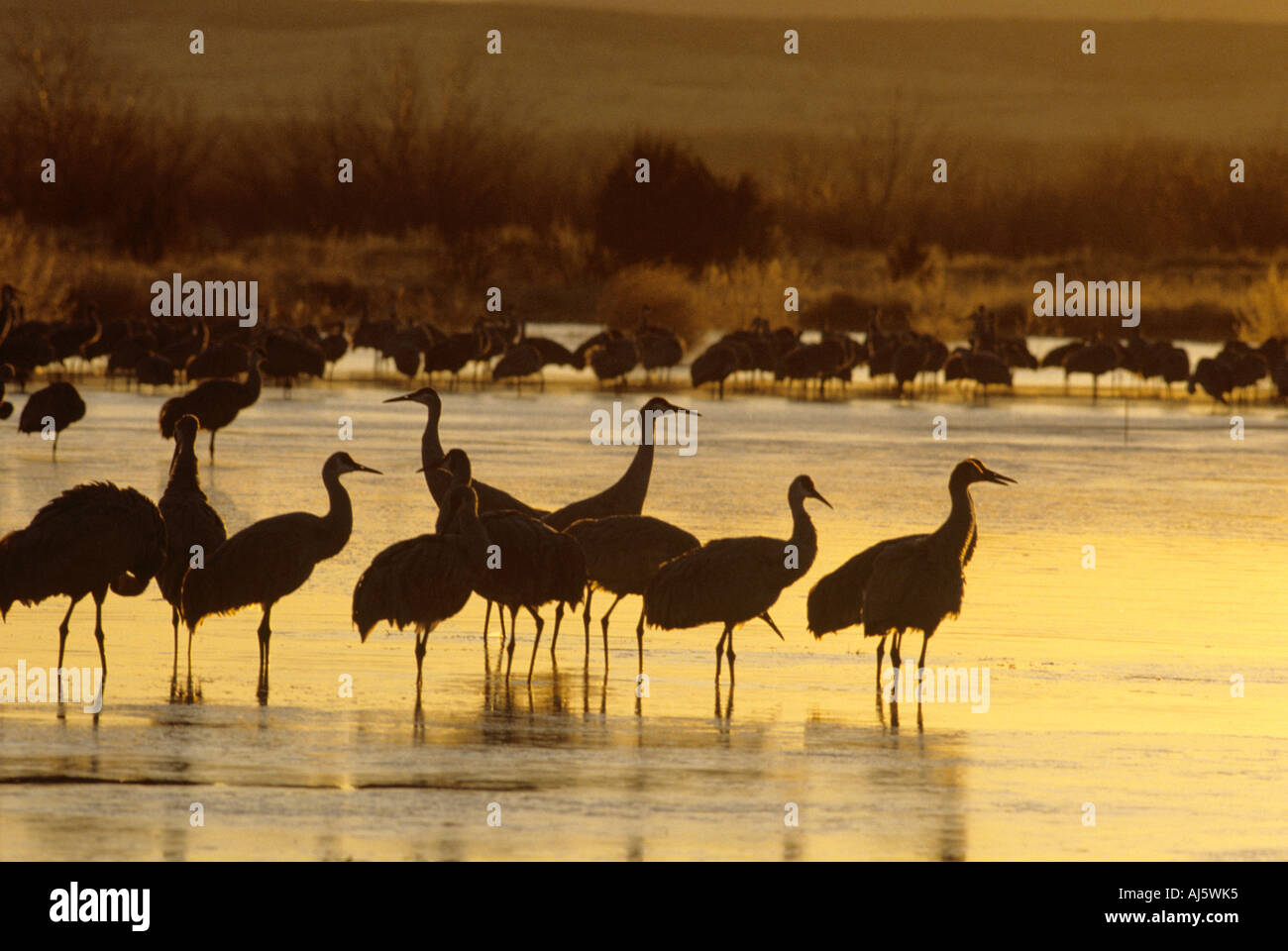 Bosque del apache hi-res stock photography and images - Alamy
