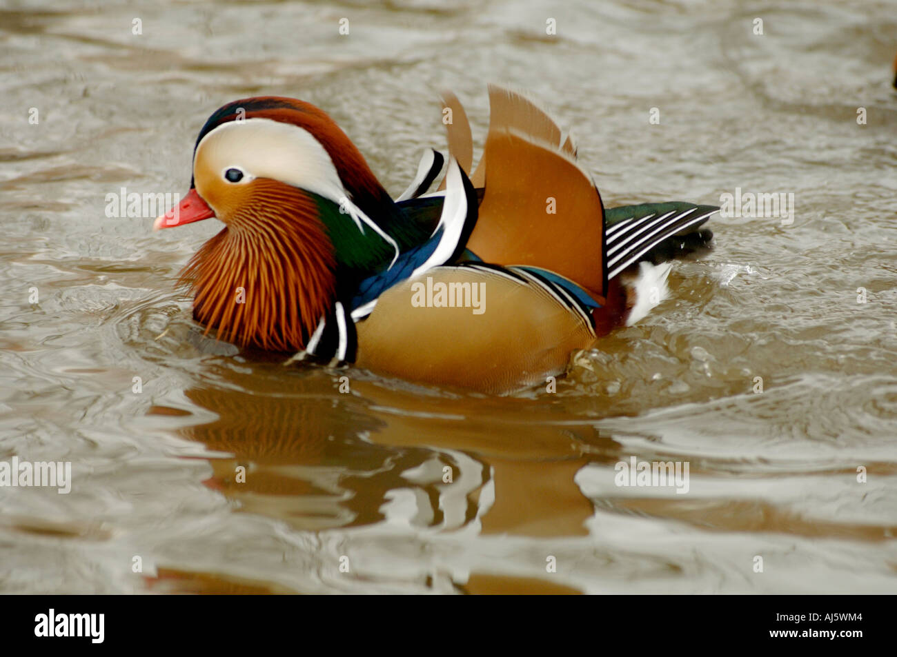 Male mandarin duck swimming Stock Photo - Alamy