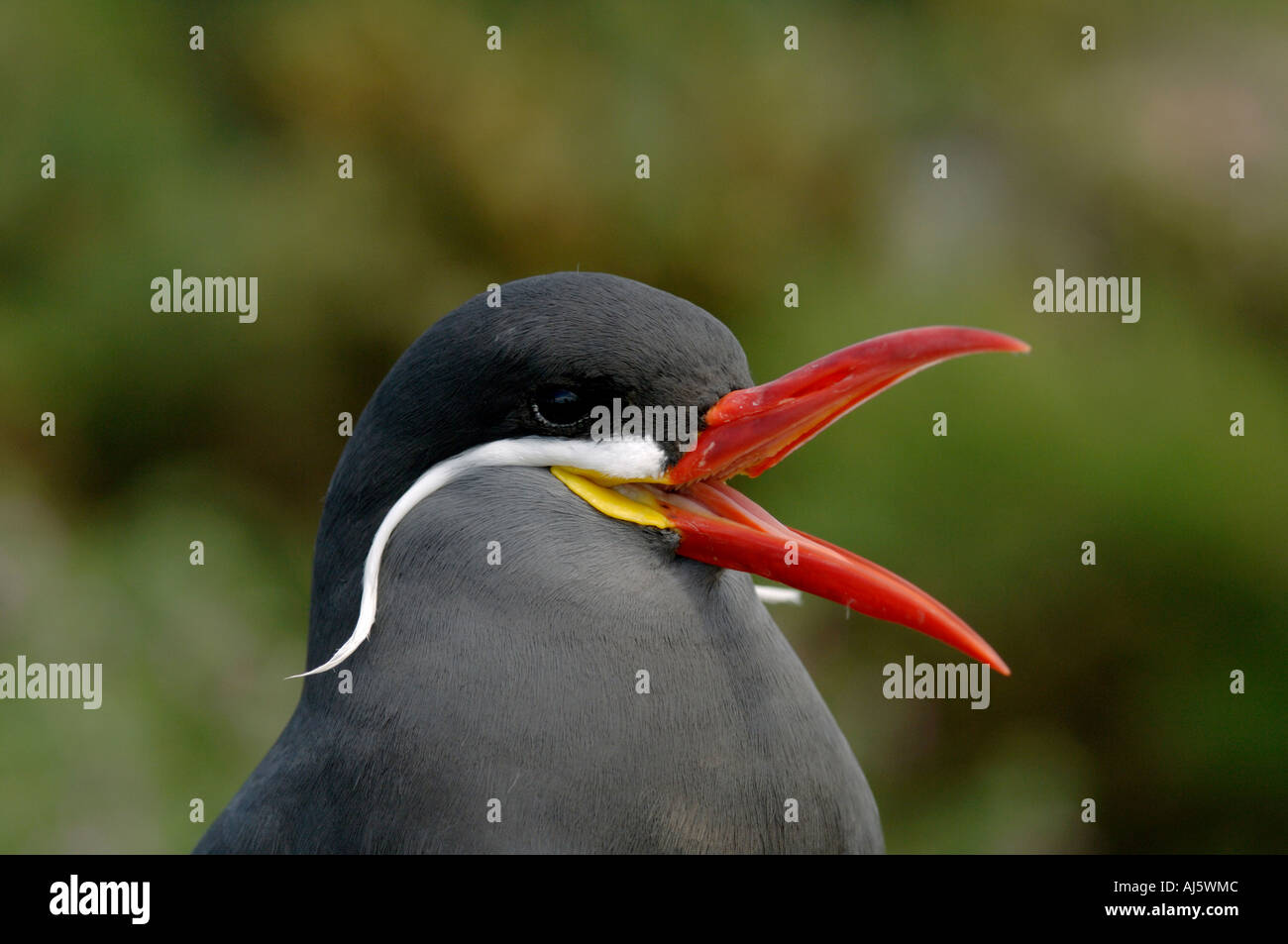 Head of Inca tern Stock Photo