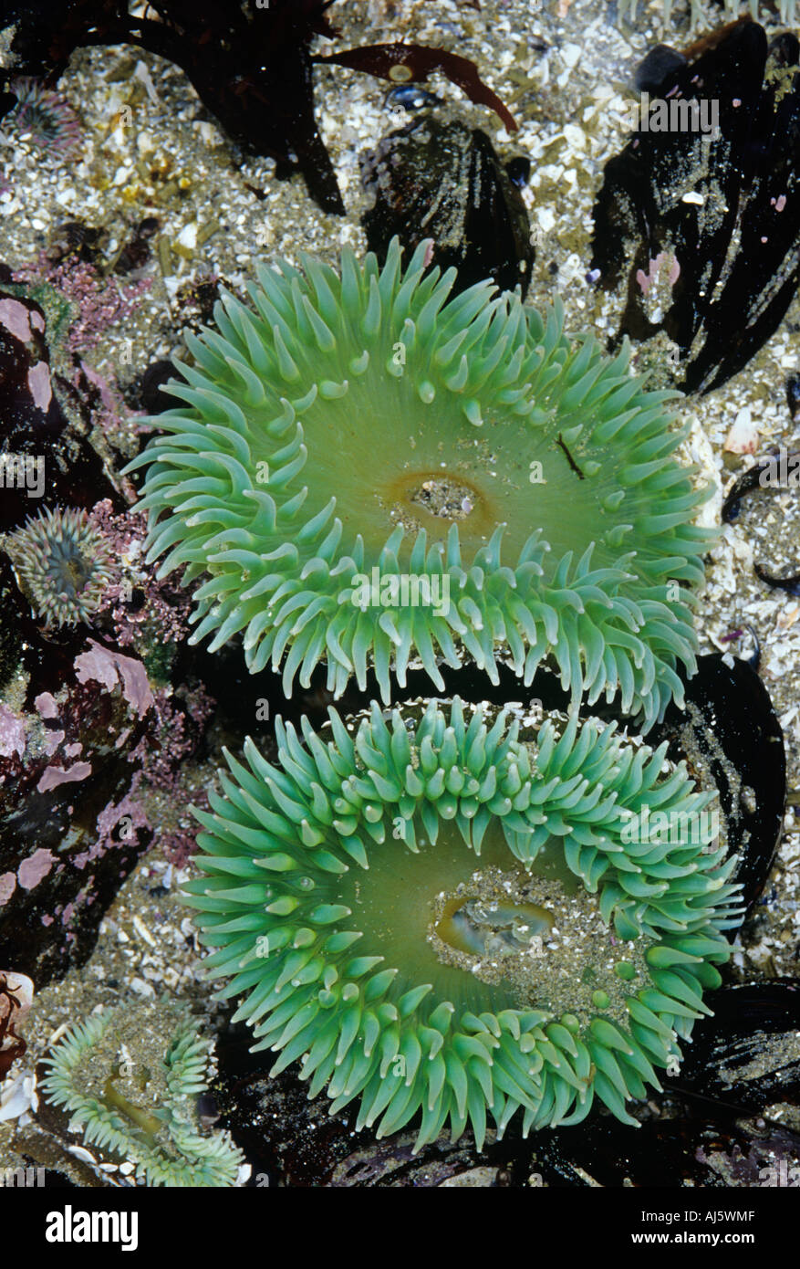 Giant green sea anemone Stock Photo