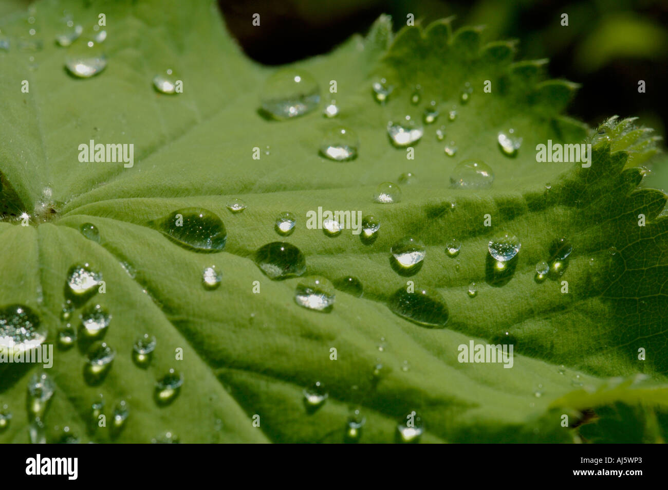 Raindrops on lady's mantle leaf Stock Photo