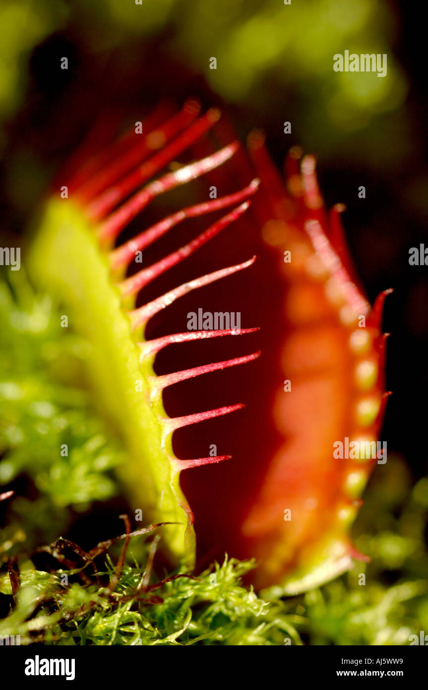 Open venus fly trap Stock Photo Alamy