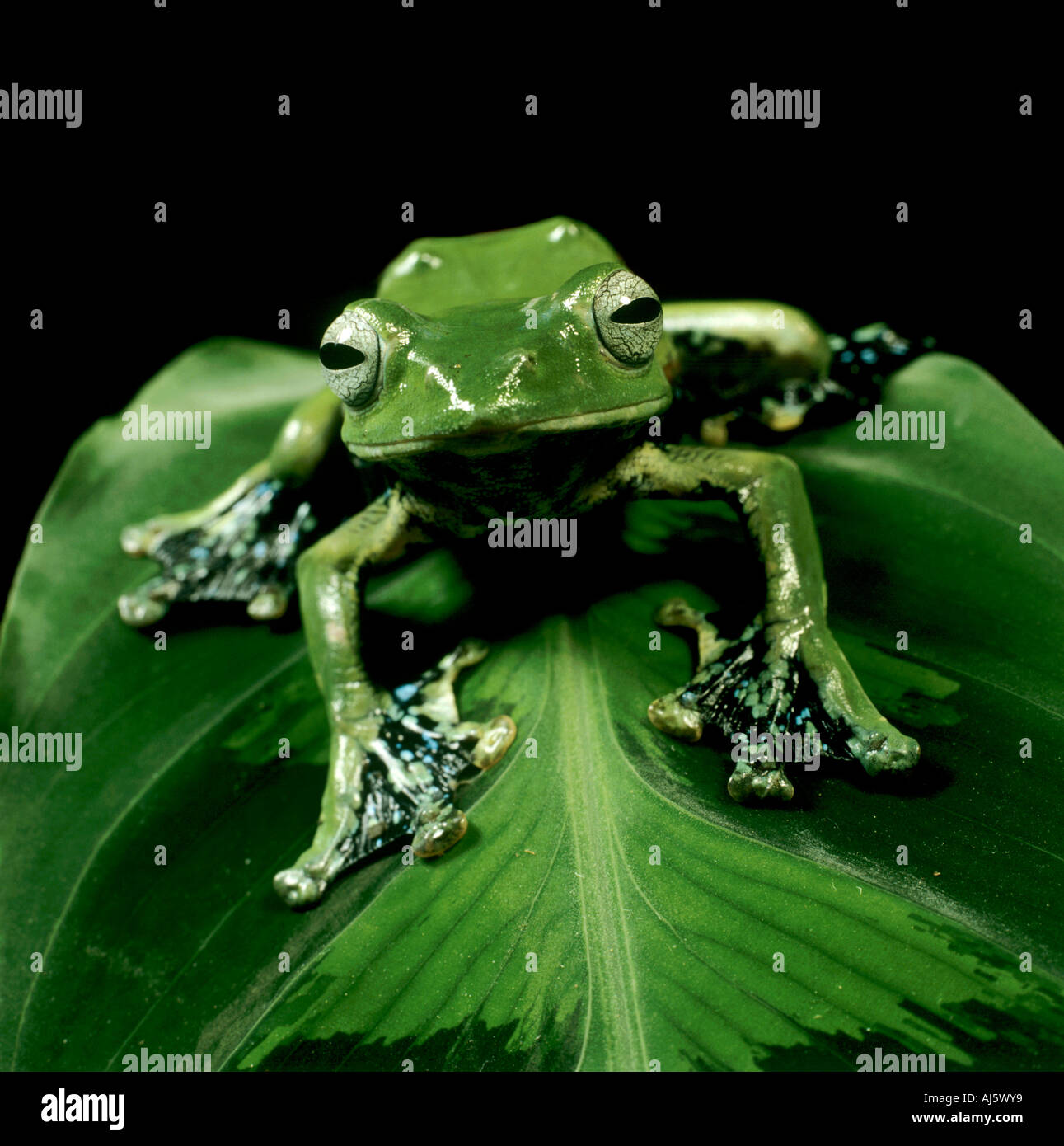 Reinwardt's gliding frog Stock Photo