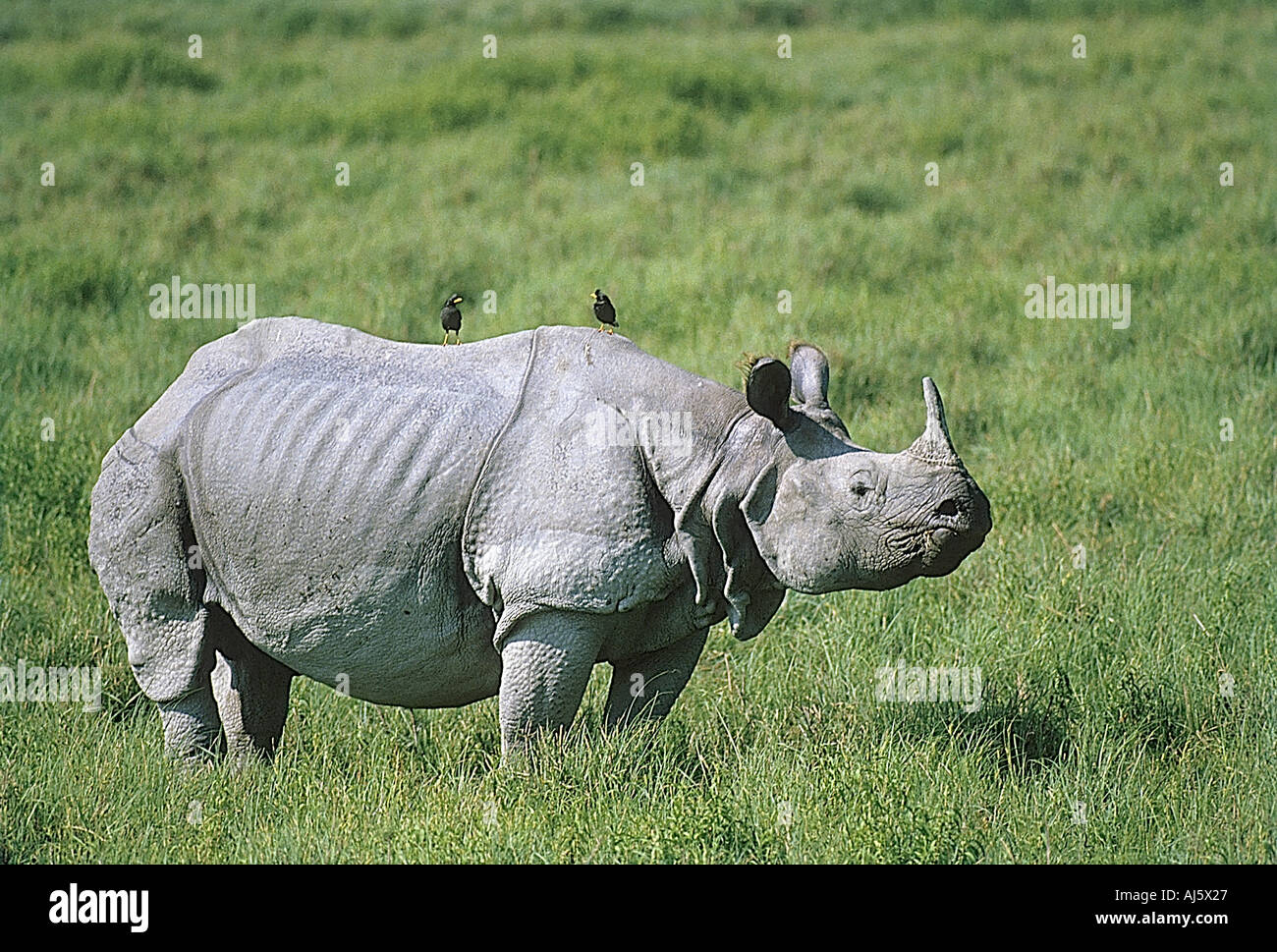 Asiatic Unicornis Rhinocero Kaziranga wildlife sanctuary Assam India Stock Photo