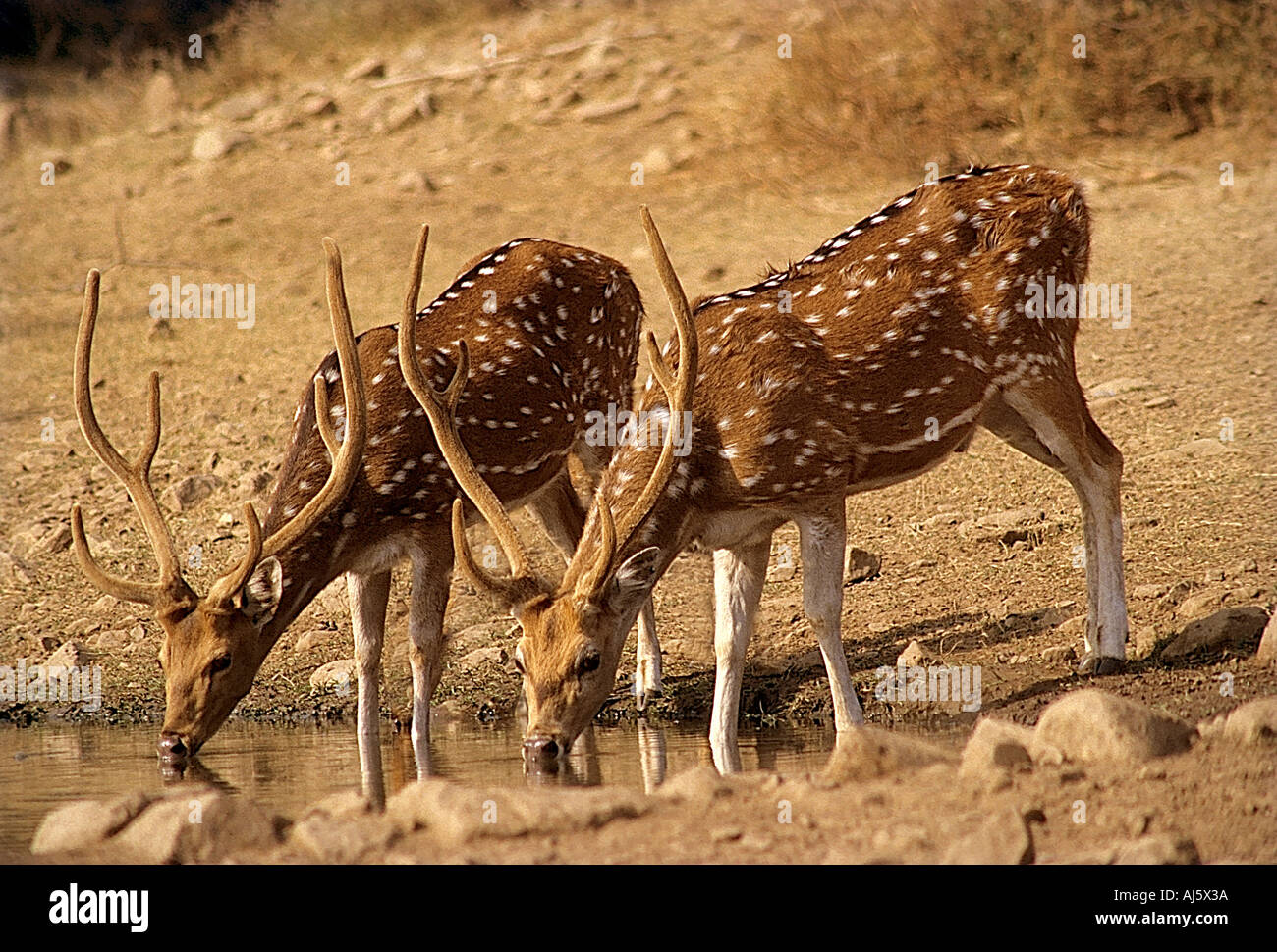 Spotted chittal hi-res stock photography and images - Alamy