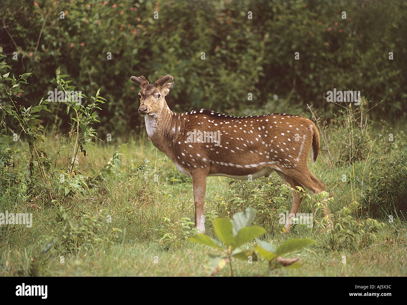 Wildlife sanctuaries in karnataka hi-res stock photography and images ...