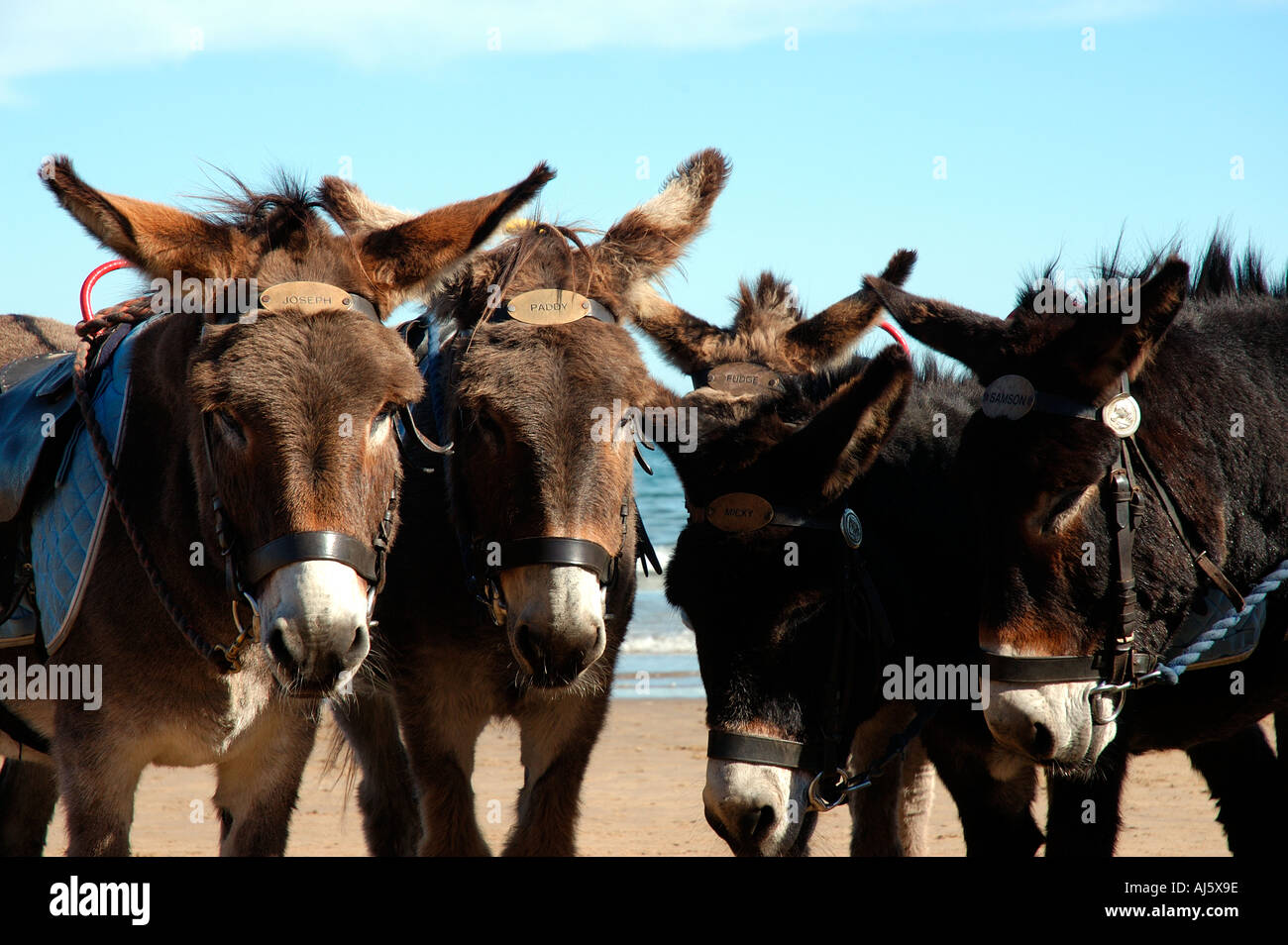 Donkey donkeys scarborough hires stock photography and images Alamy