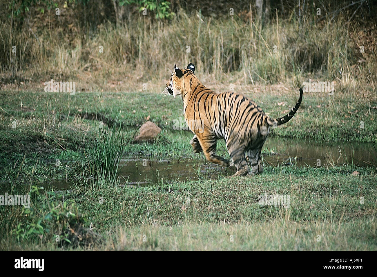 White tiger jumping in white hires stock photography and images Alamy