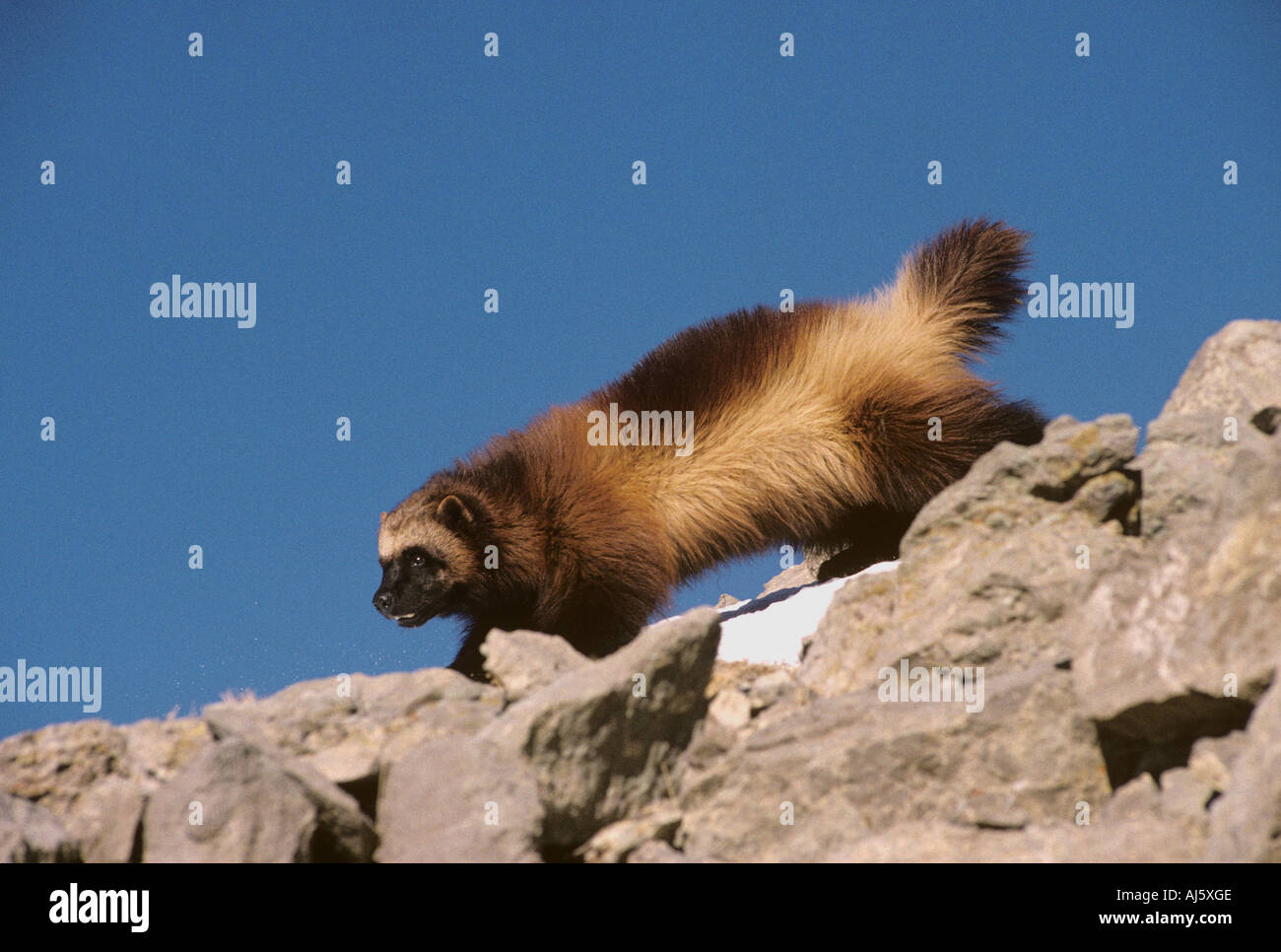 Wolverine or glutton, USA Stock Photo