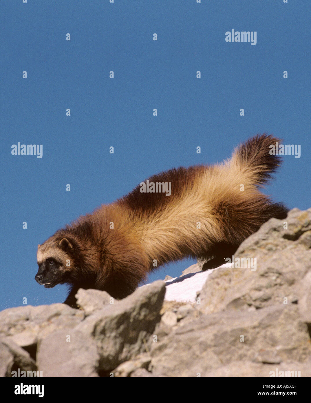 Wolverine or glutton in winter Stock Photo