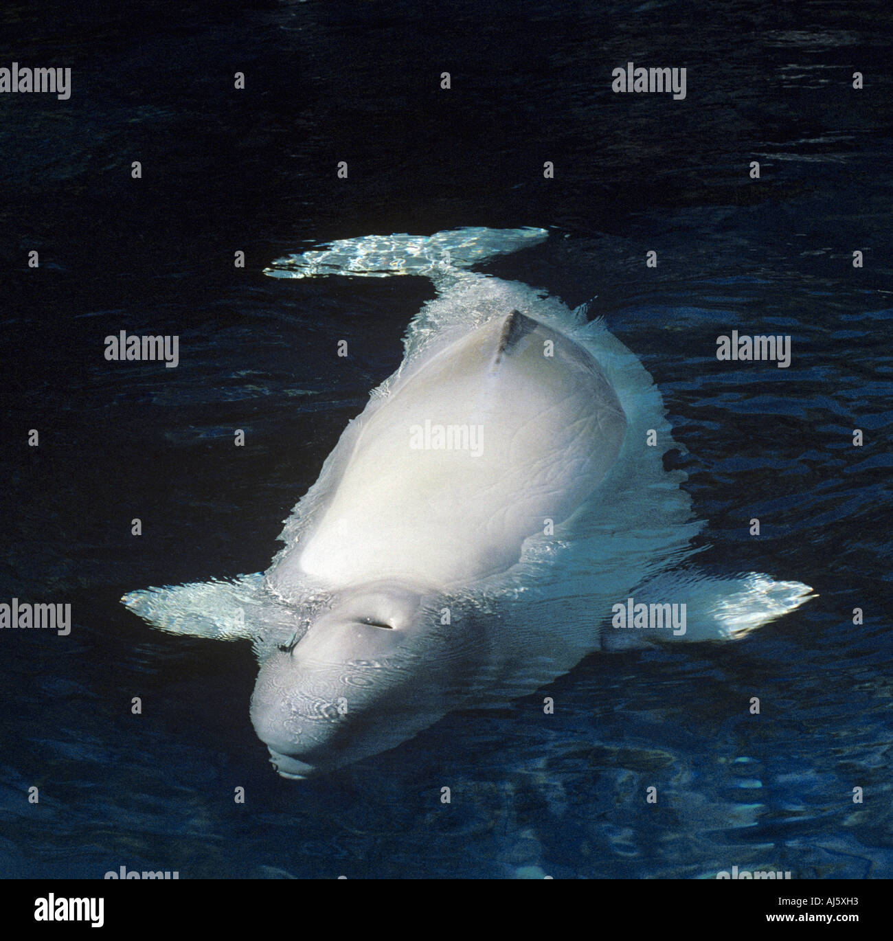 Beluga or sea canary Stock Photo