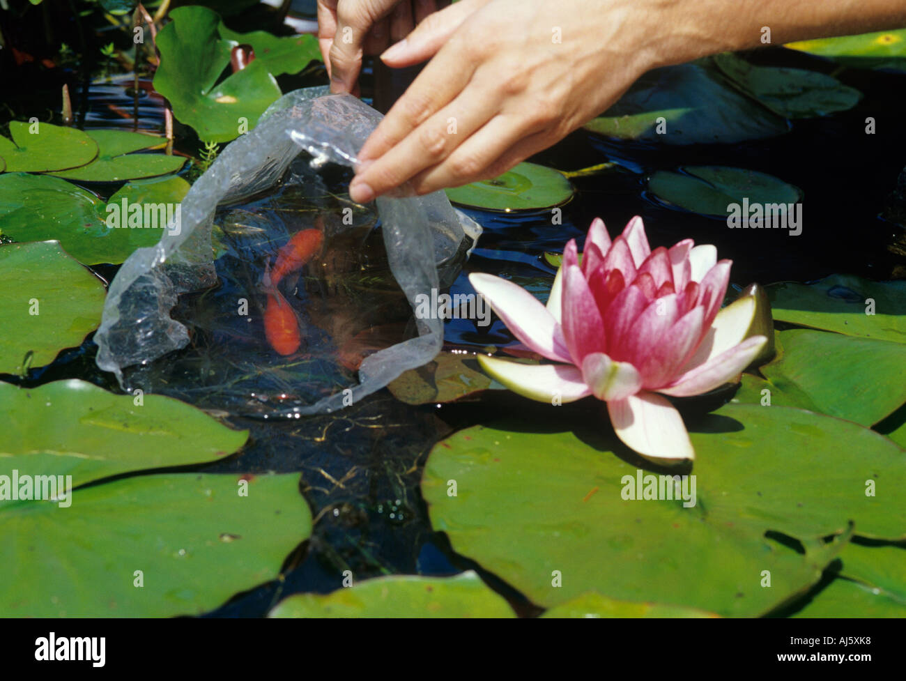 Fish introduction hi-res stock photography and images - Alamy