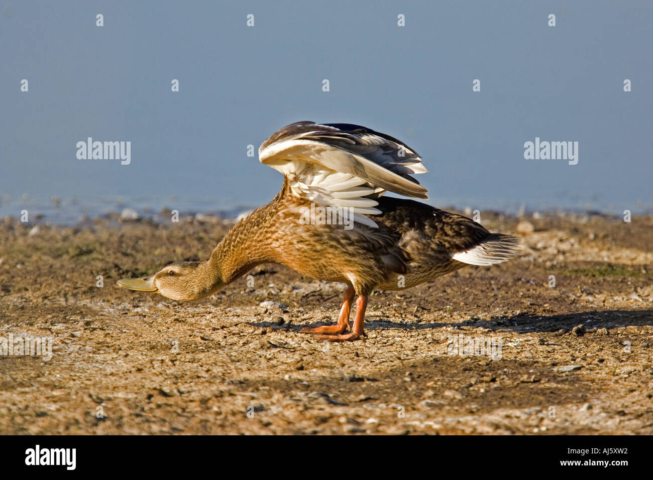 Mallard stretching neck after preening. Stock Photo