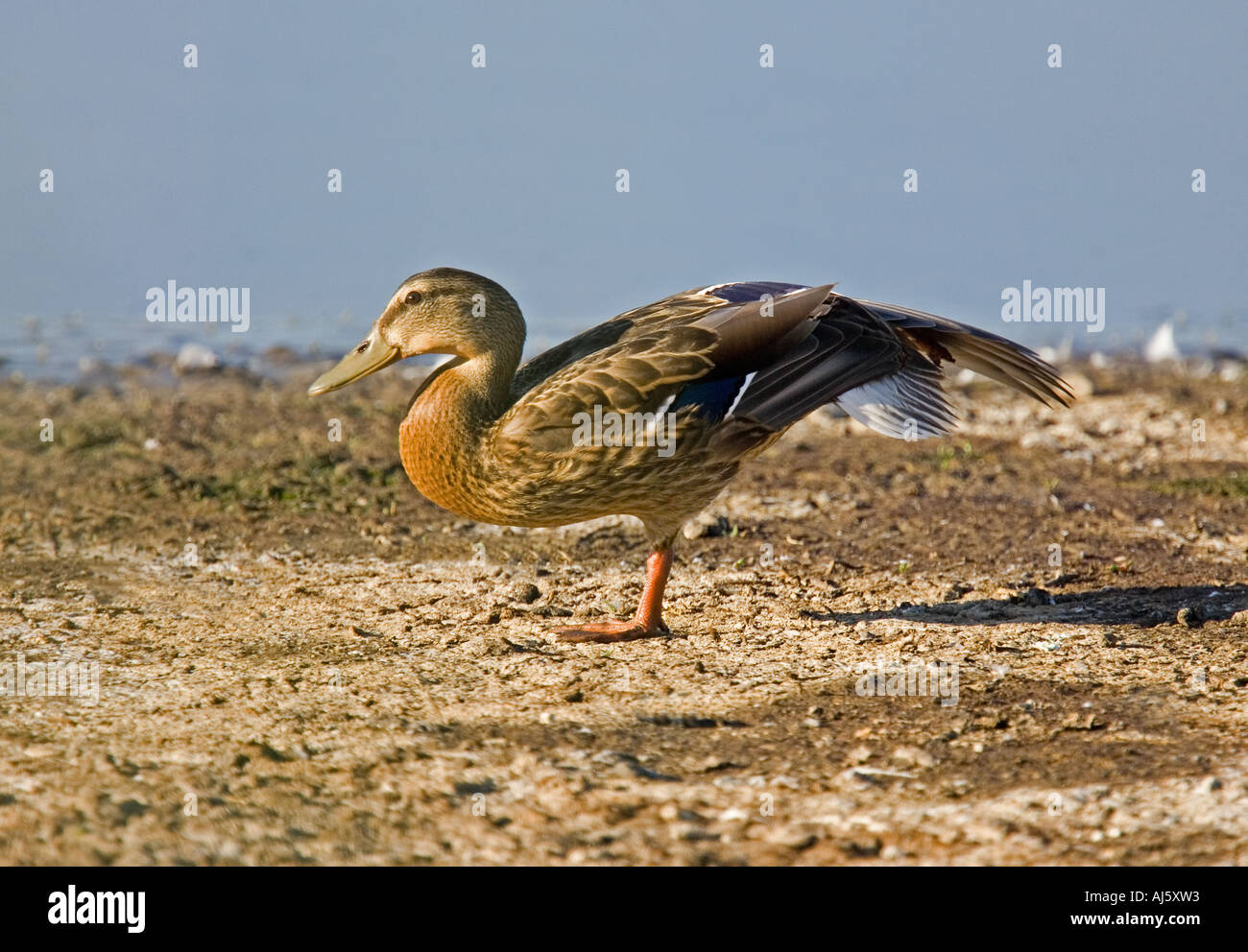 Mallard stretching wing after preening. Stock Photo