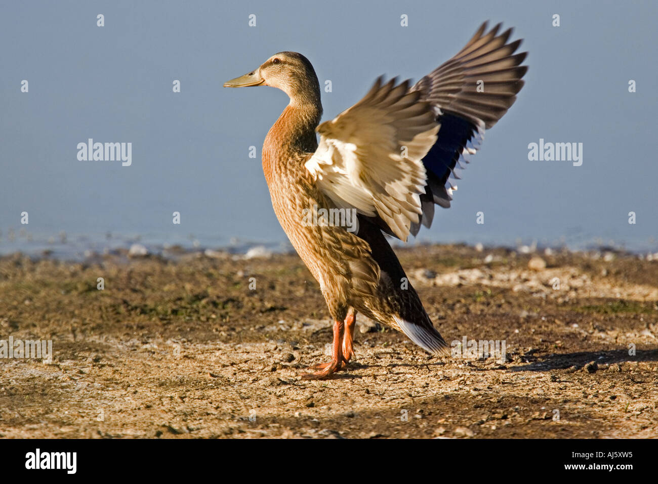 Mallard flapping wings. Stock Photo
