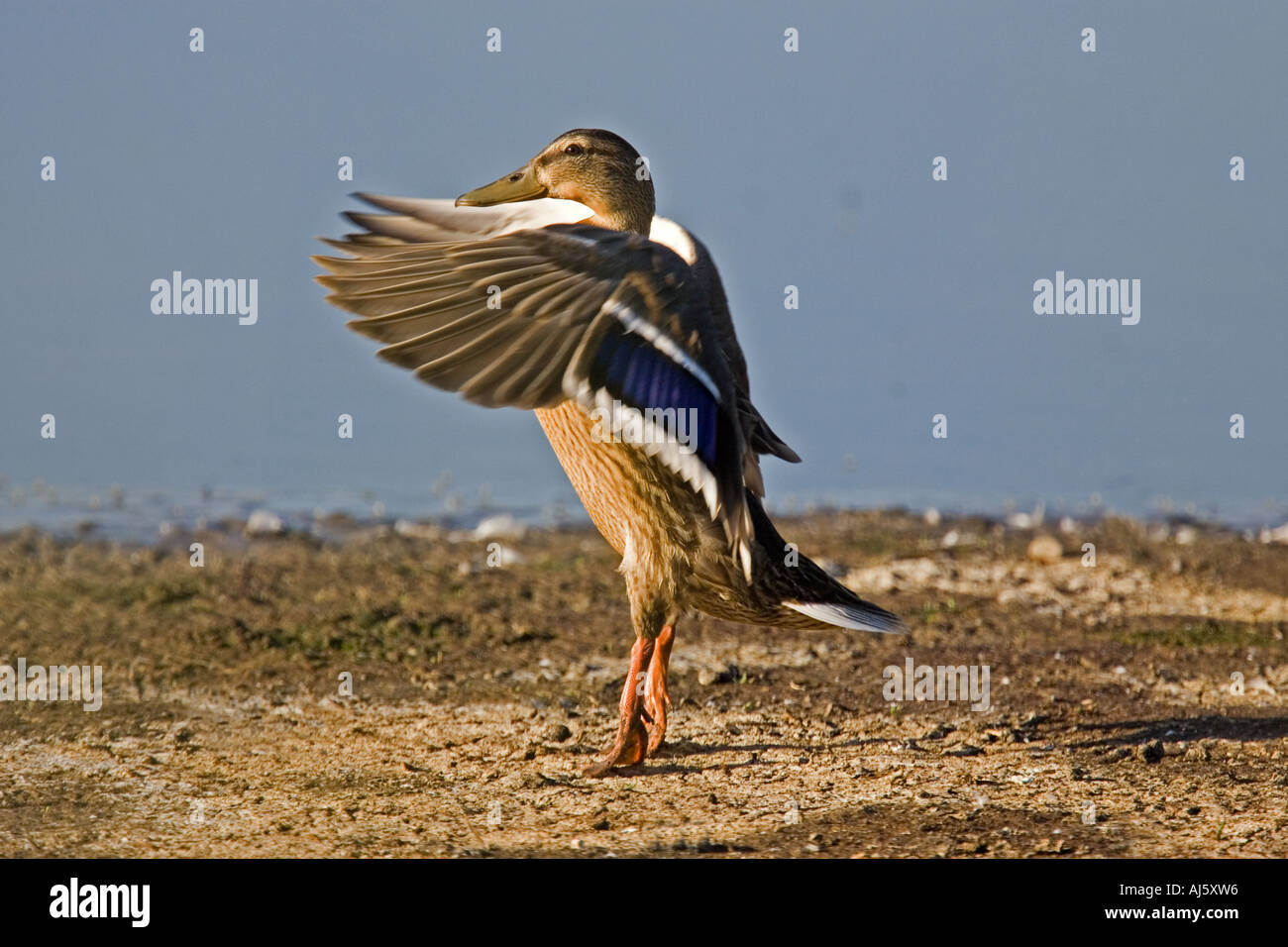 Mallard flapping wings. Stock Photo