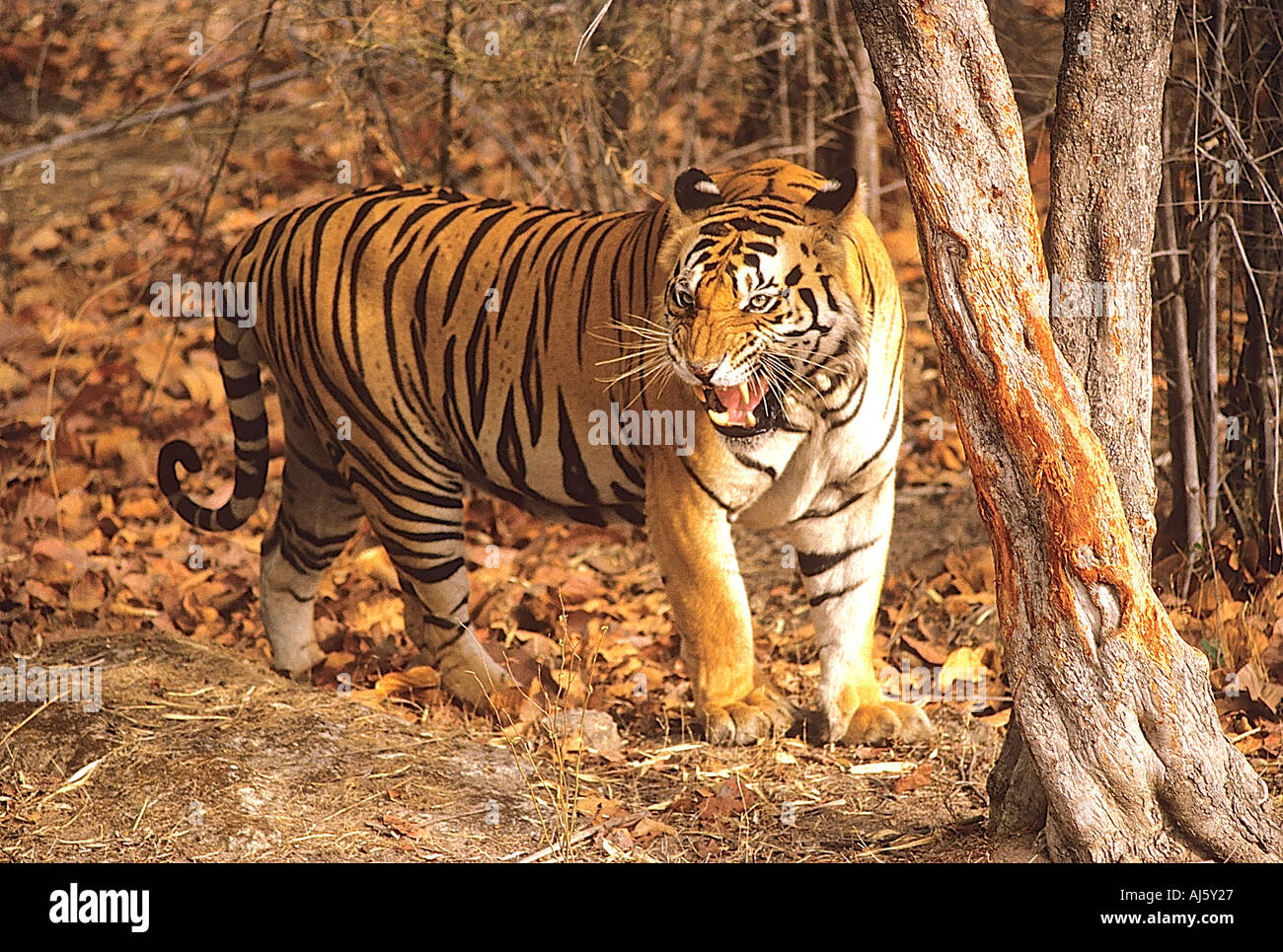 standing Tiger roaring Bandhavgarh National Park Madhya Pradesh India Stock Photo