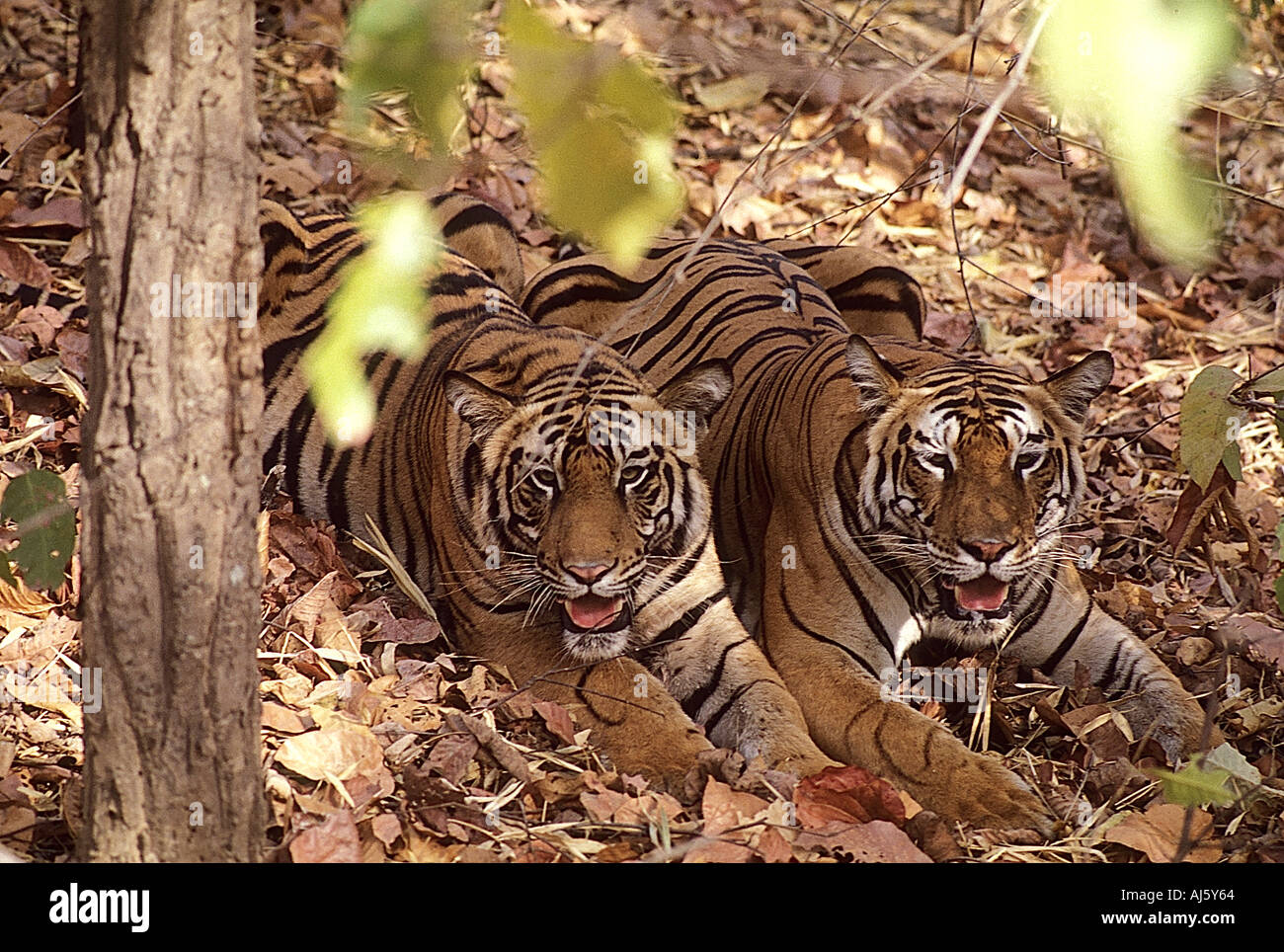 SNA71816 Two tigers resting Kanha National Park Madhya Pradesh India Stock Photo