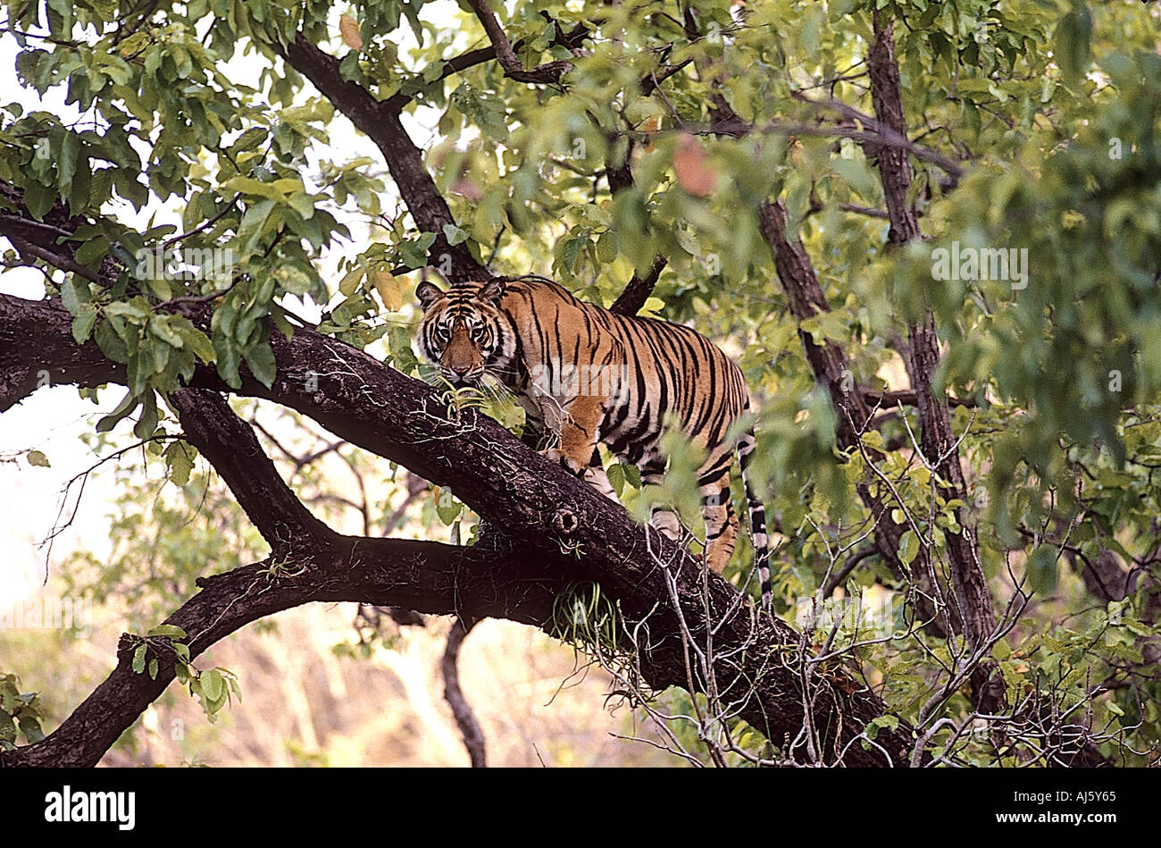 Indian Tiger standing on a tree branch in Kanha National Park wildlife sanctuary in Madhya Pradesh Central India Asia Stock Photo