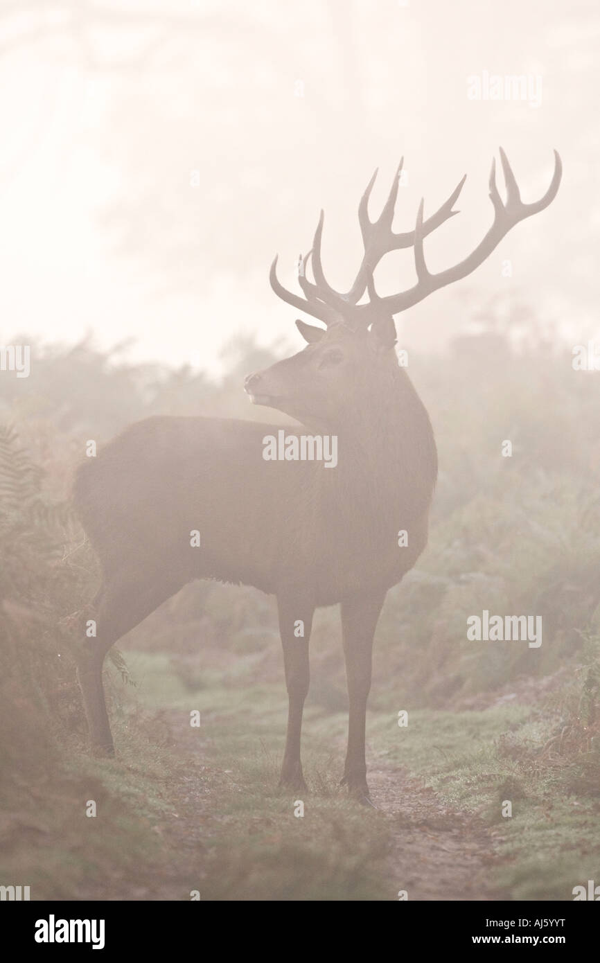 Red deer Cervus elaphus stag standing looking alert in early morning mist with nice autumnal bracken in background Stock Photo