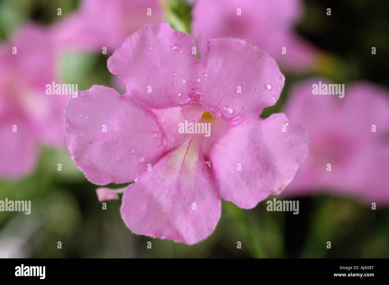 Incarvillea sinensis 'Pink Fairy' Close up of pink flower. Stock Photo