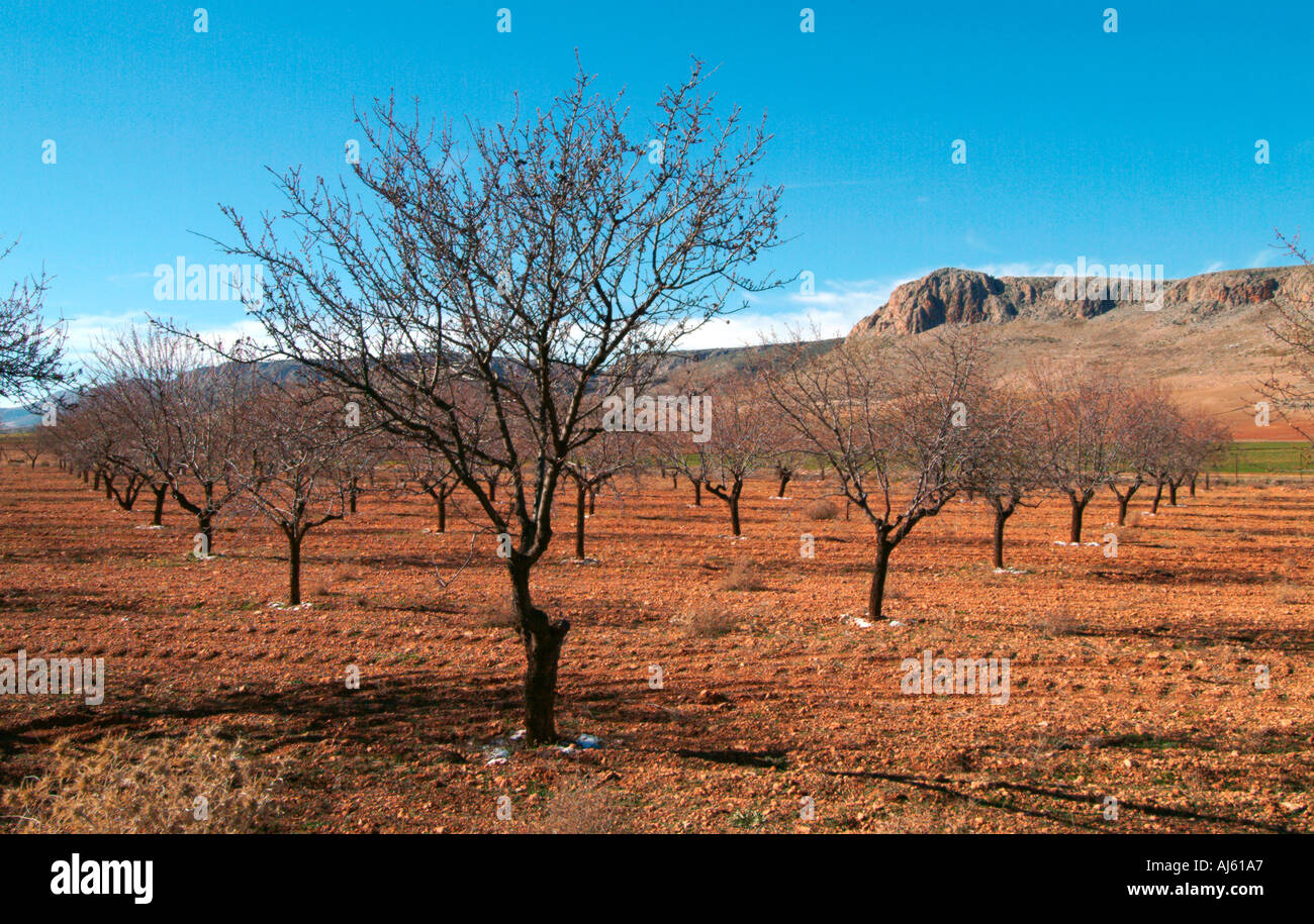 Olive trees Sierra Nevada Andalucia Spain Stock Photo