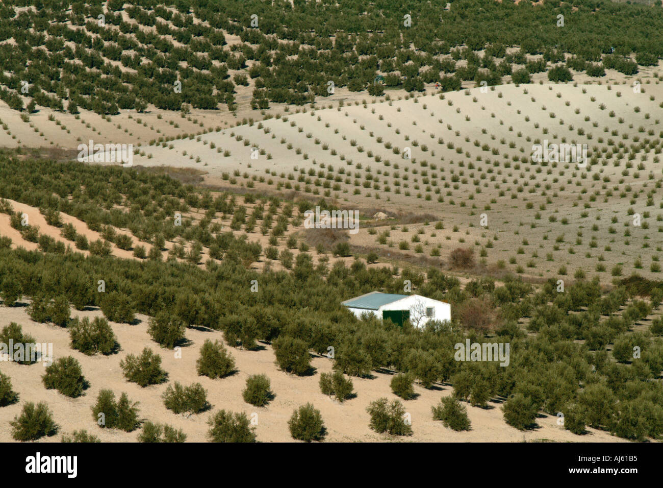 Olive trees Sierra Nevada Andalucia Spain Stock Photo