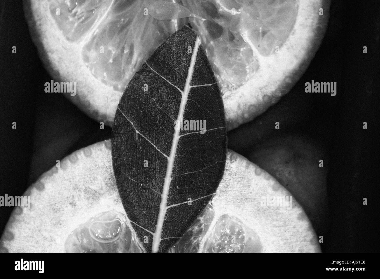 Lemons Stock Photo