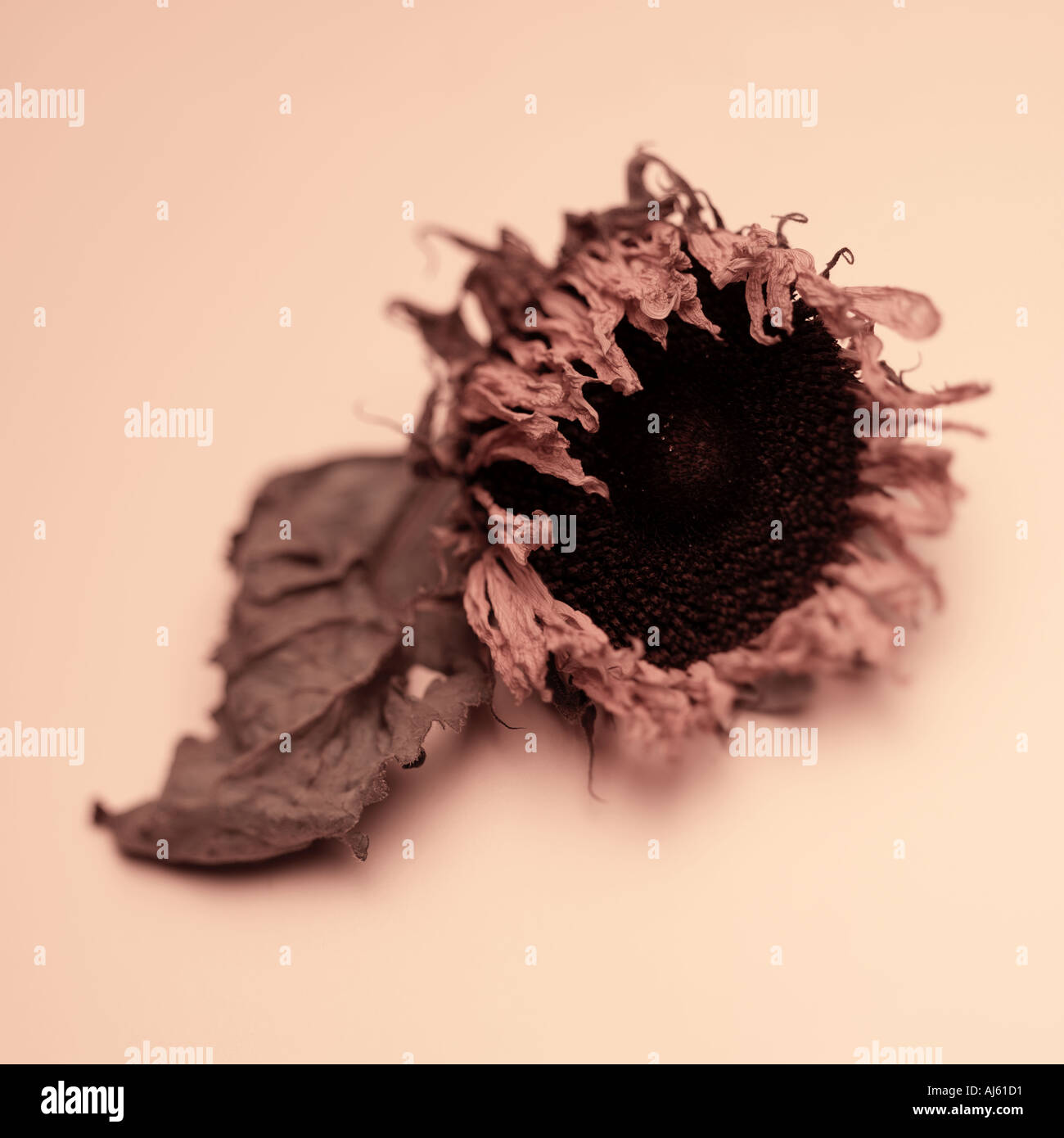 Dried sunflower on plain background Stock Photo - Alamy