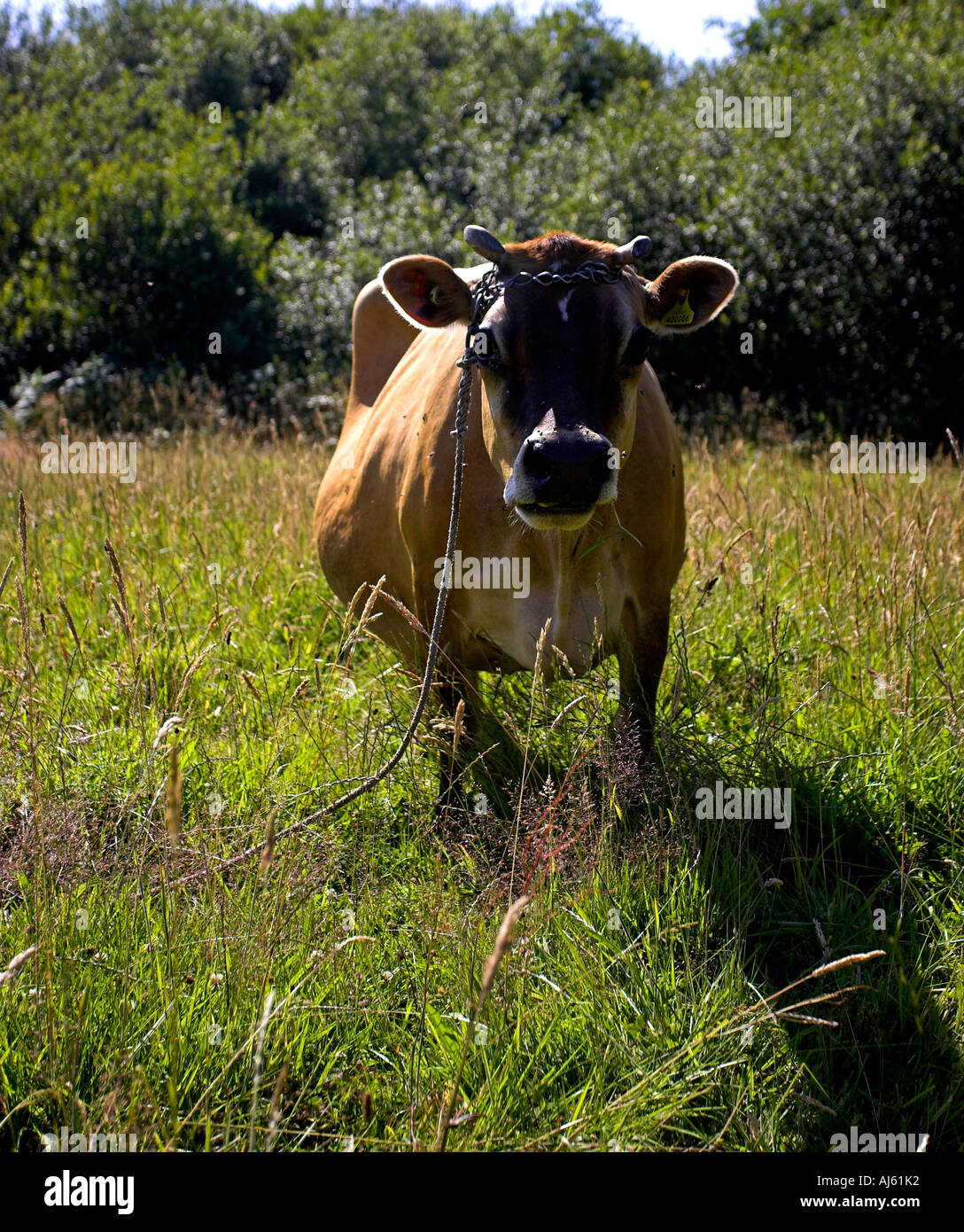 Jersey cows horns hires stock photography and images Alamy